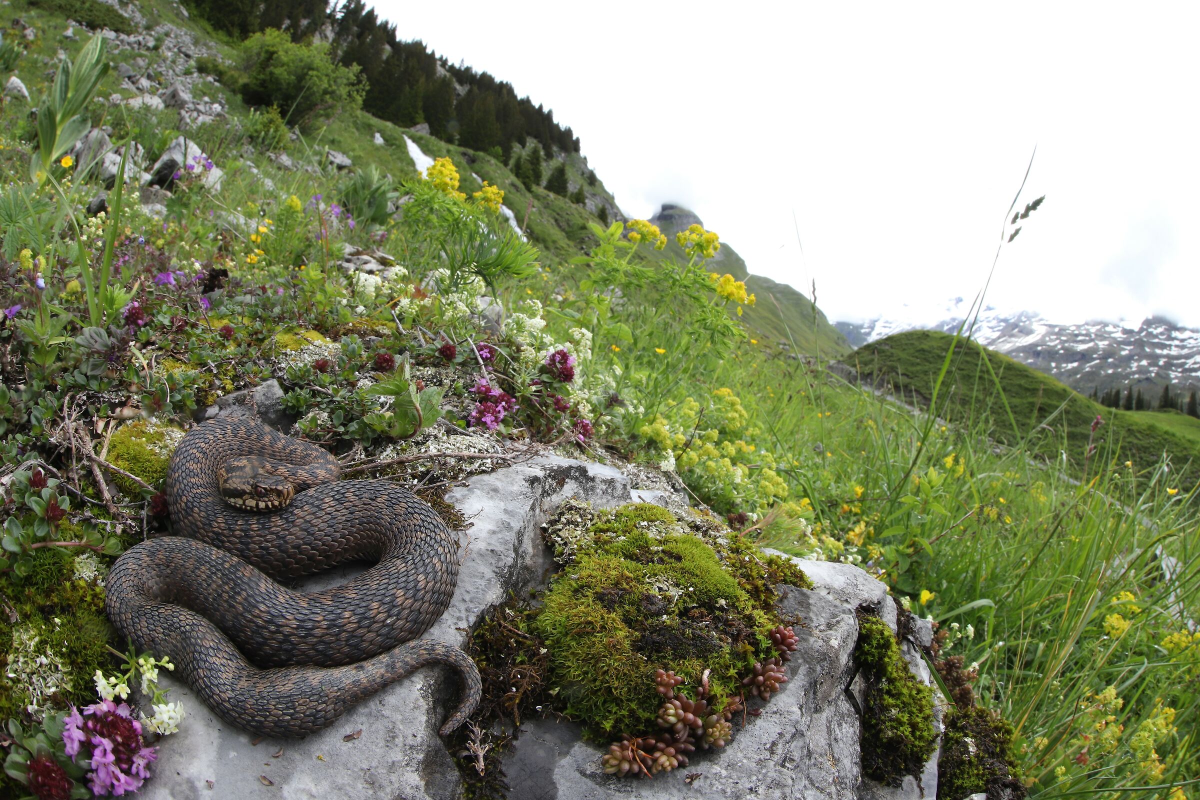 Vipera berus berus, femmina, 950m