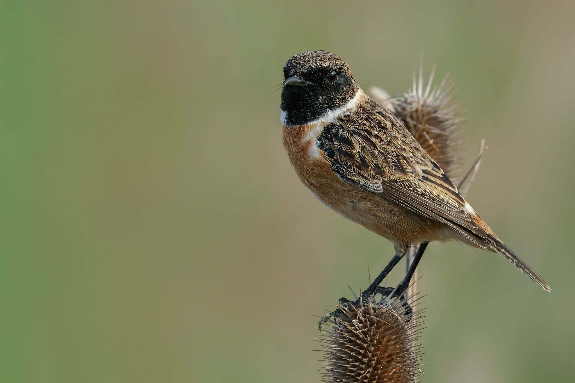 Saltimpalo (Saxixola rubicola)