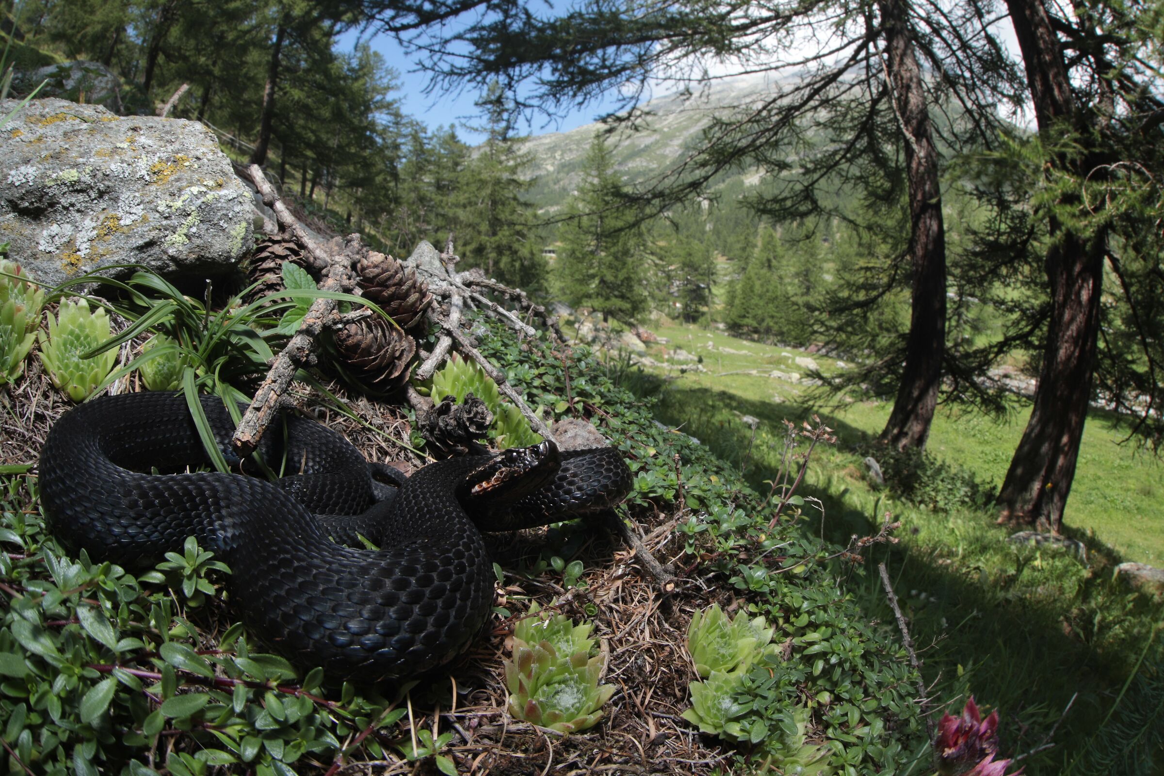 Vipera apsis aspis from atra, maschio, 1650m