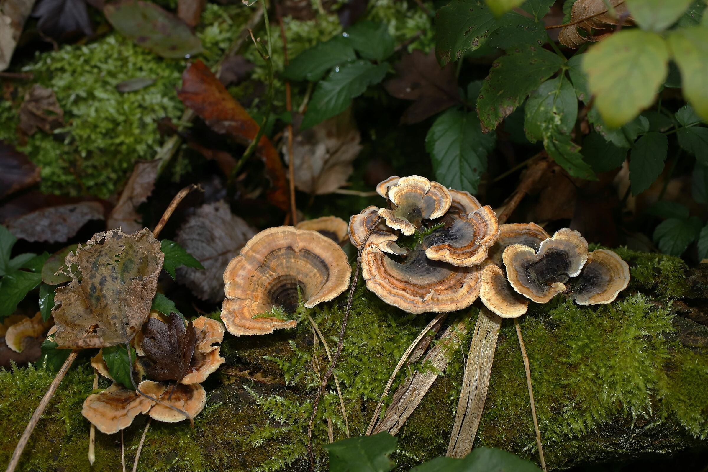 Il bosco ti racconta sempre qualcosa