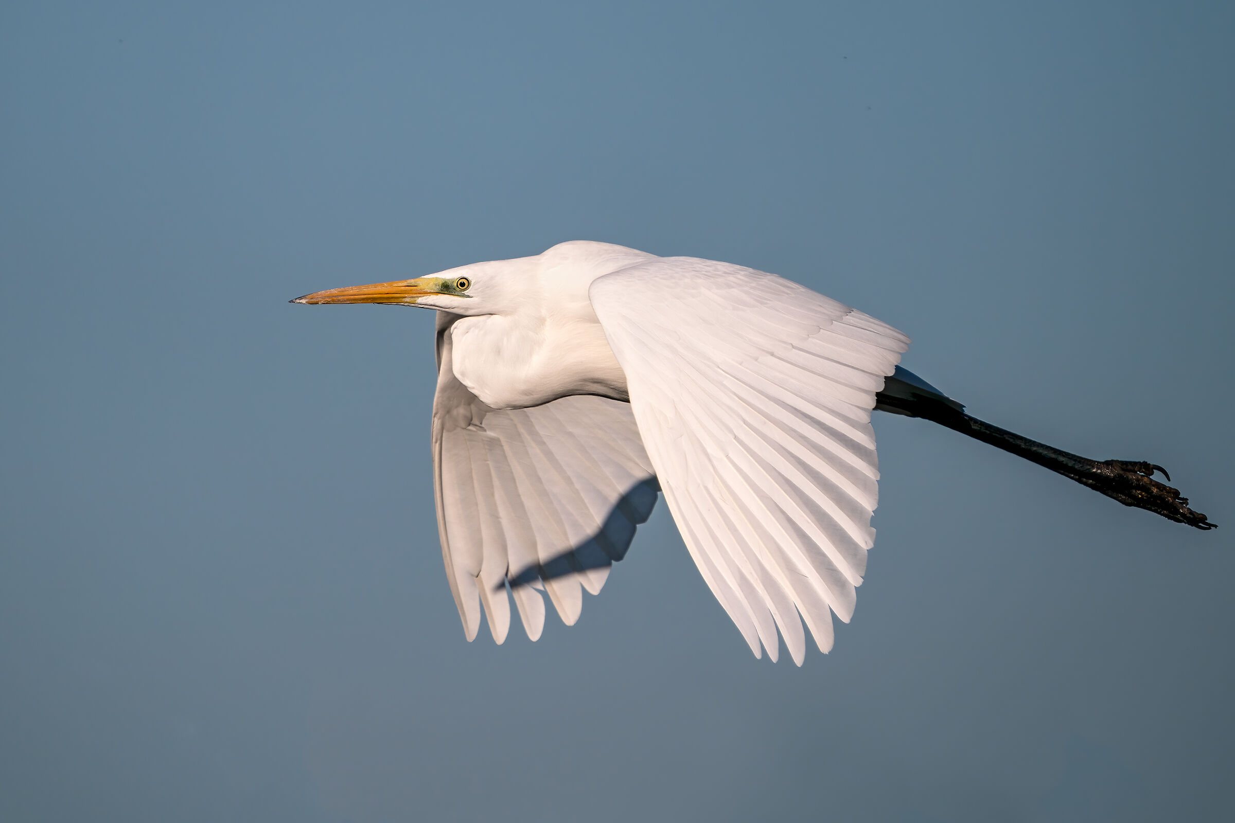 Airone bianco maggiore