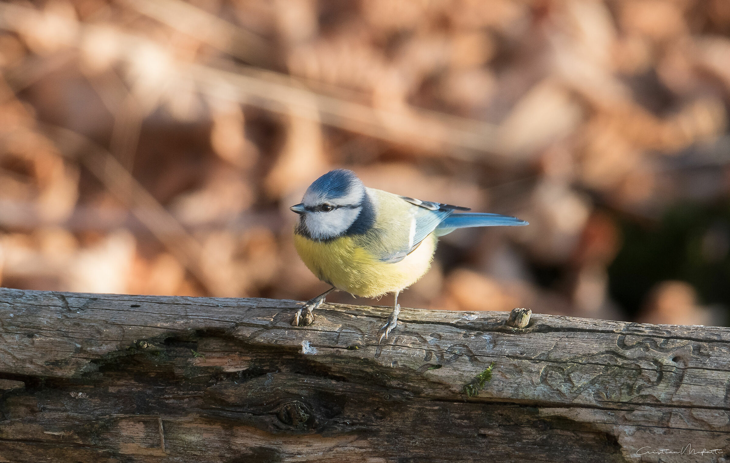 Cinciarella (Cyanistes Caerelus)