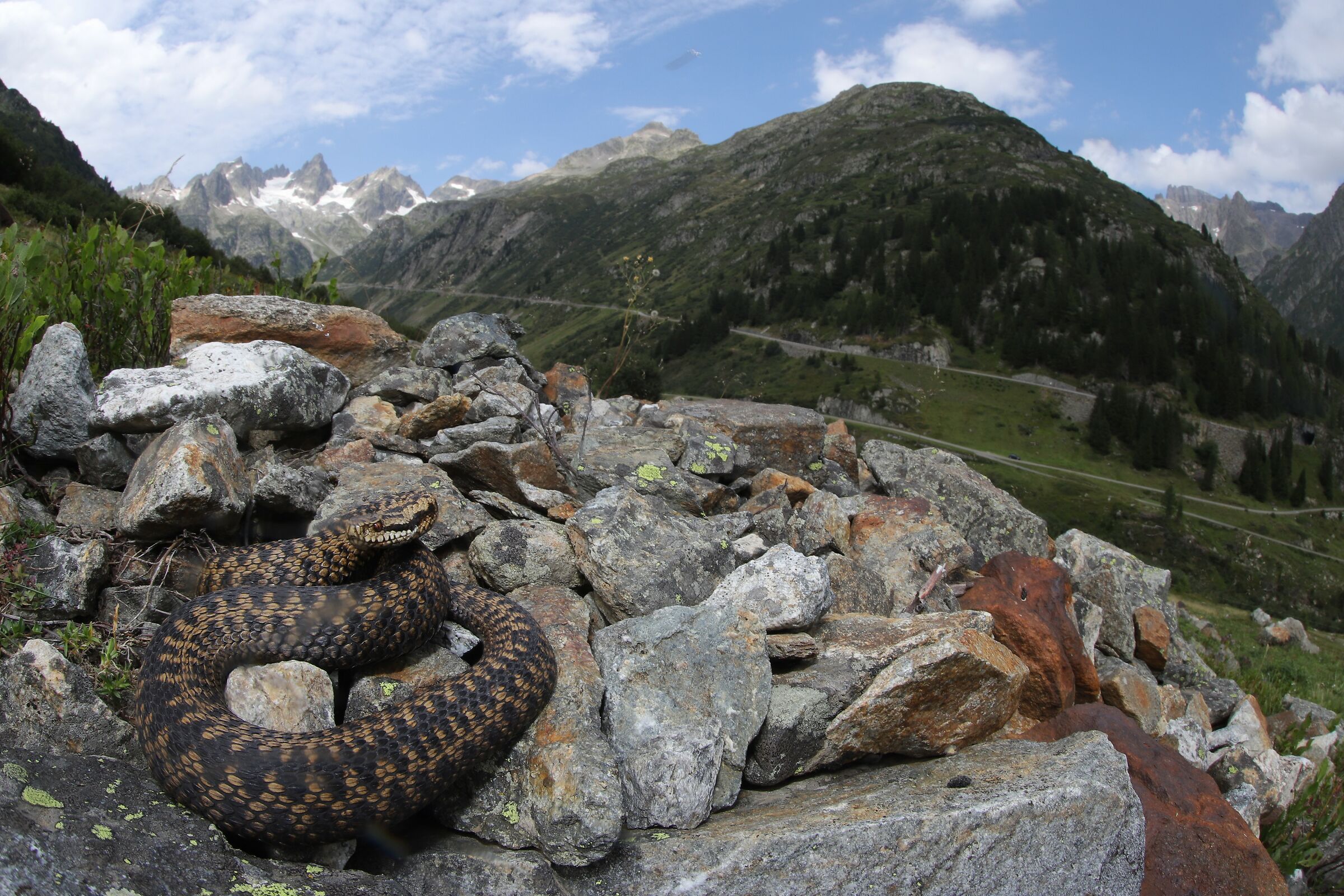 Vipera berus berus, femmina, 1650m