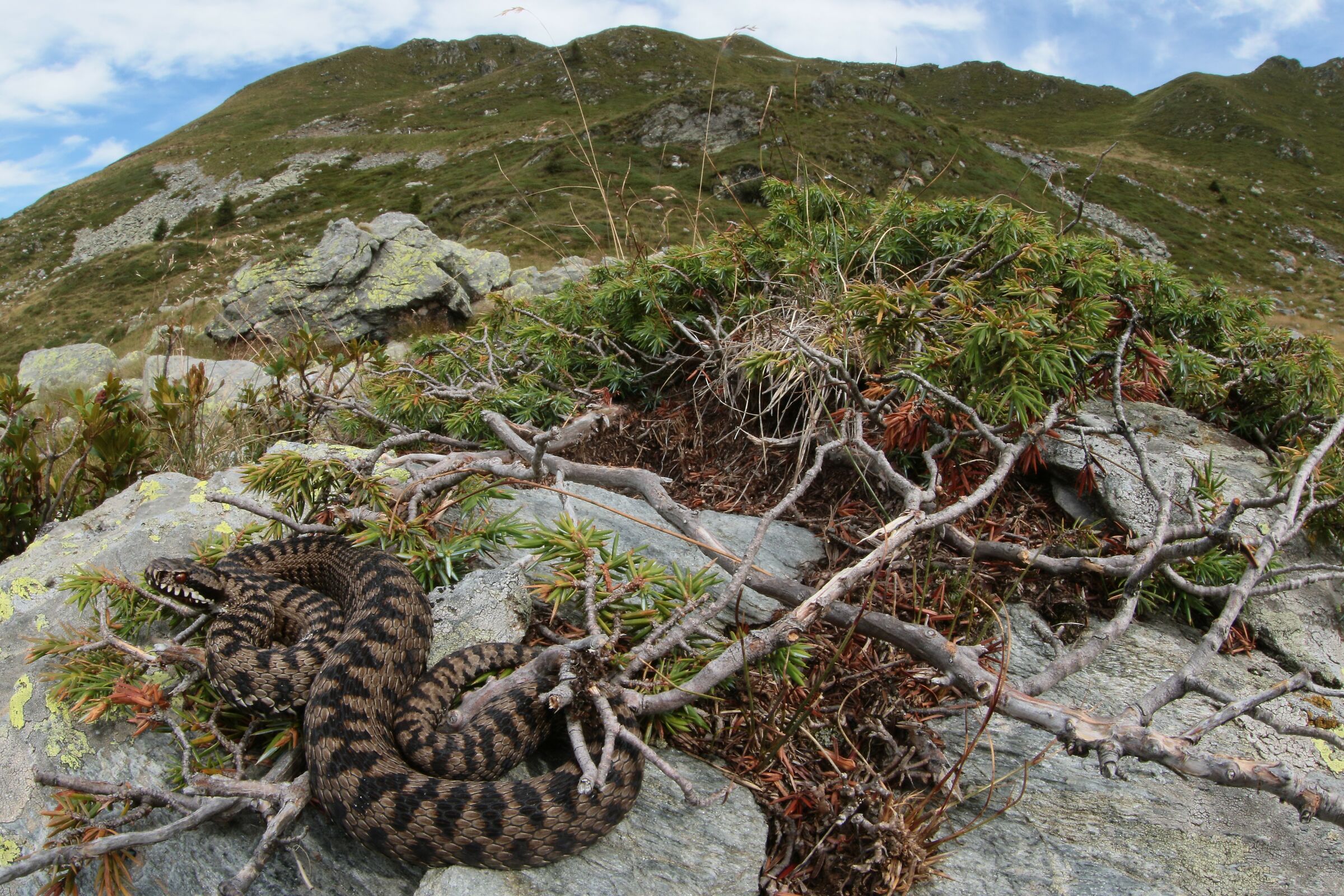 Vipera berus berus, maschio, 2000m