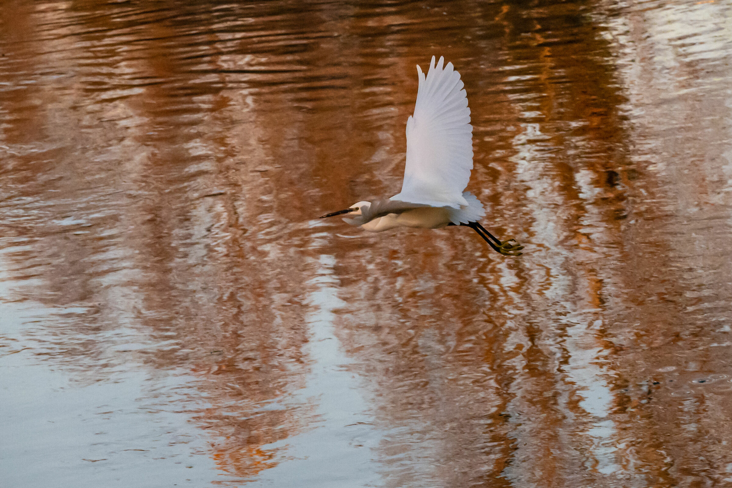 White Heron