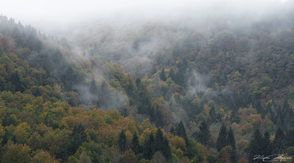 " The Breath of the Woods "