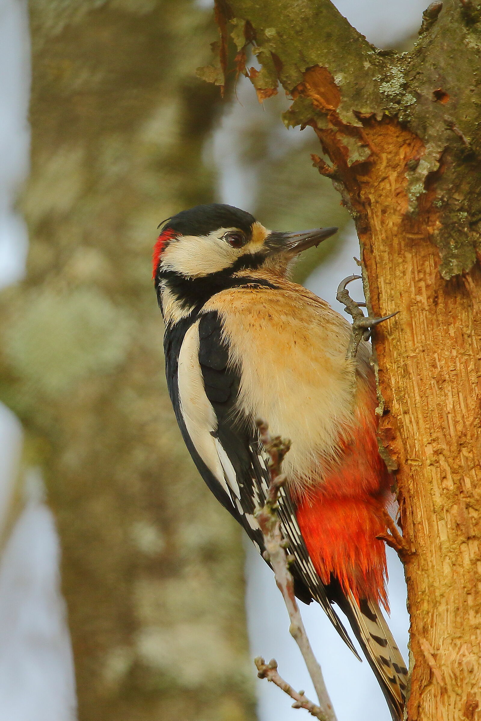 Greater red woodpecker