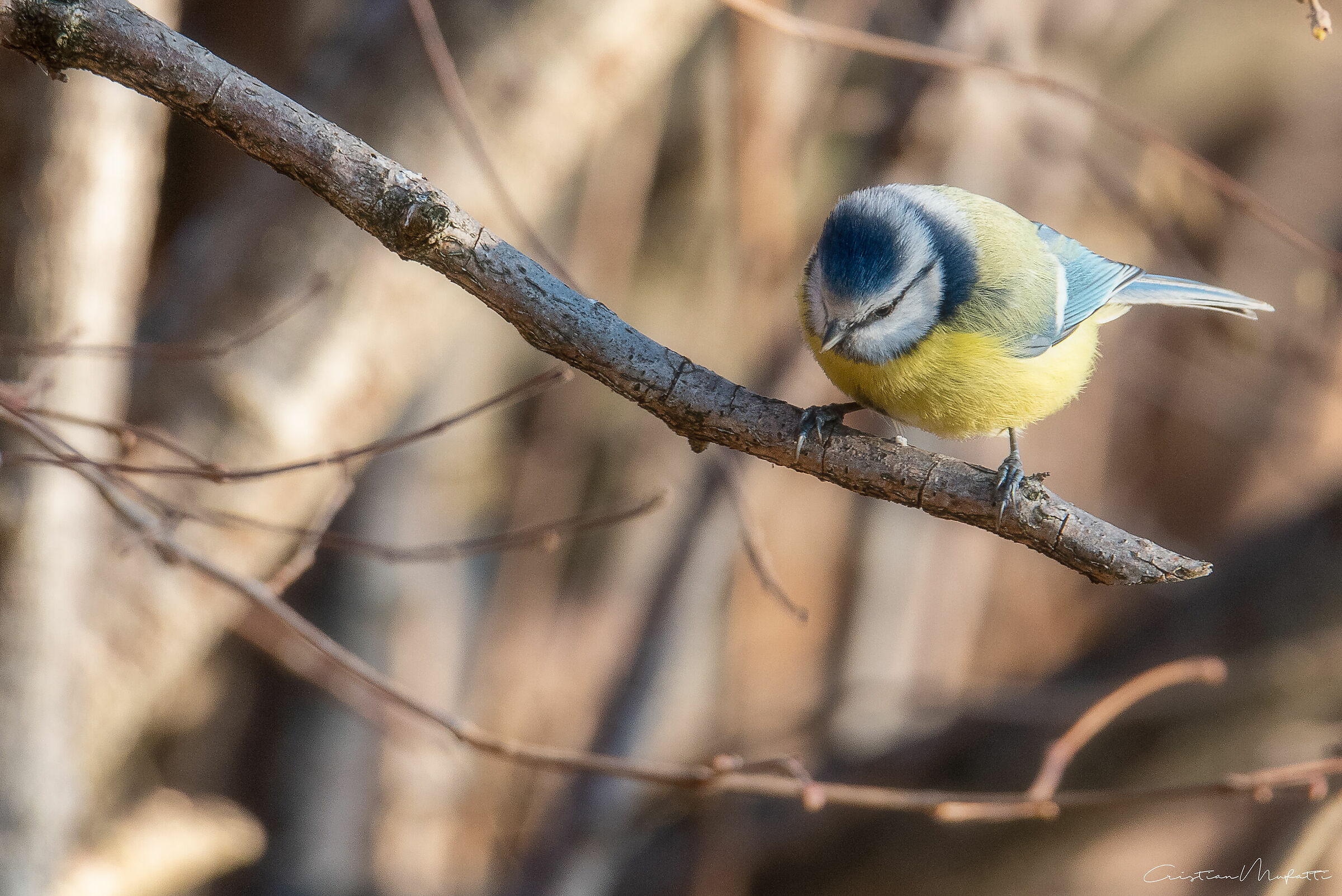 Cinciarella (Parus Caereleus)