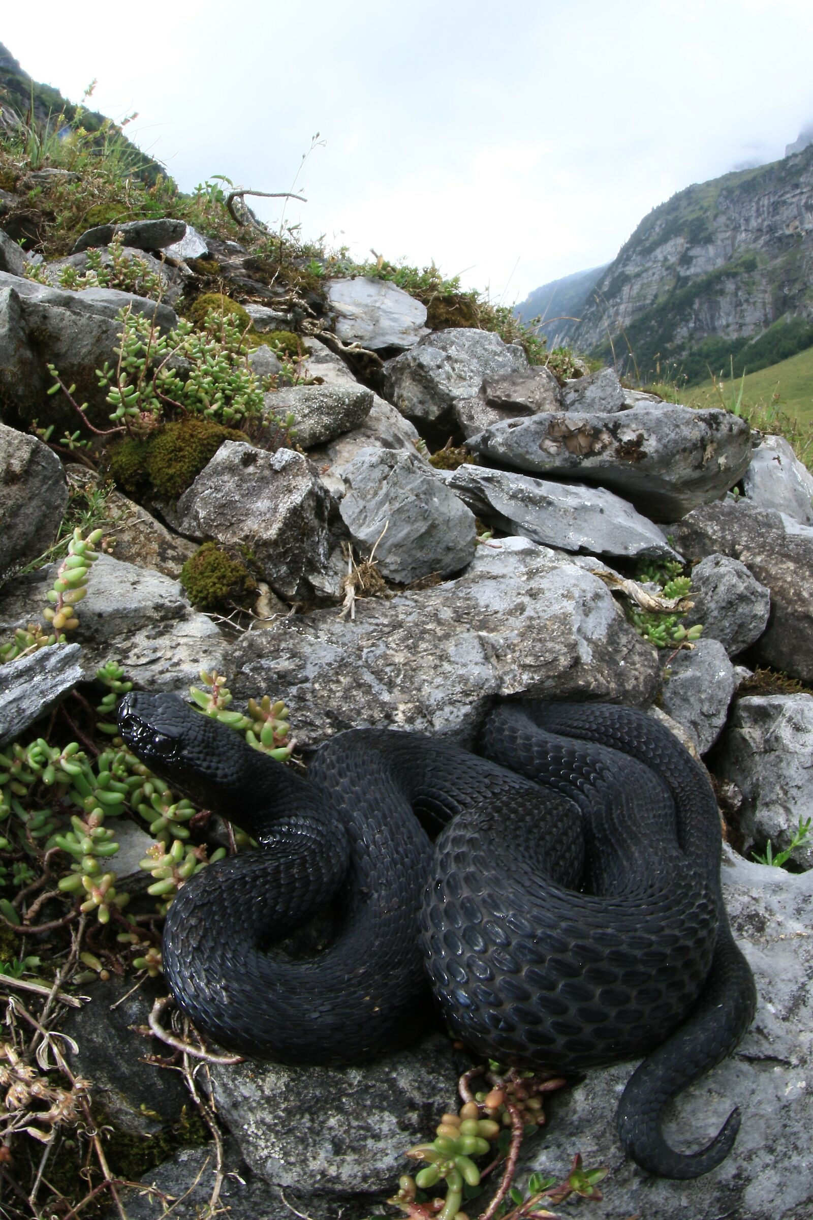 Vipera aspis aspis from atra, maschio, 1290m