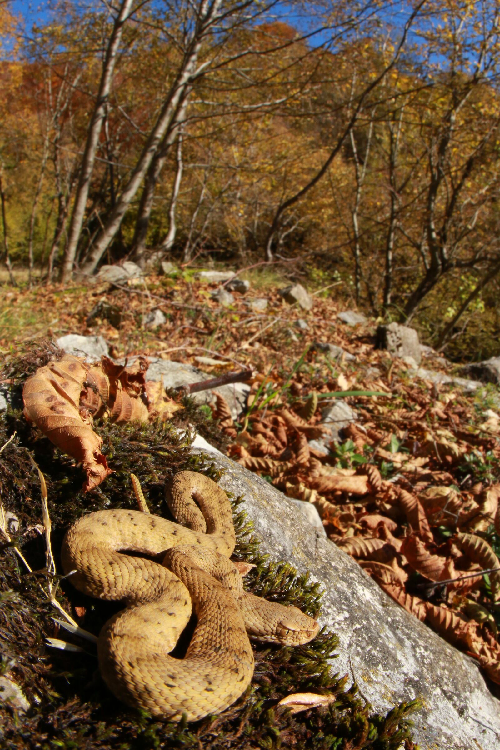 Vipera apsis francisciredi, femmina, 950m