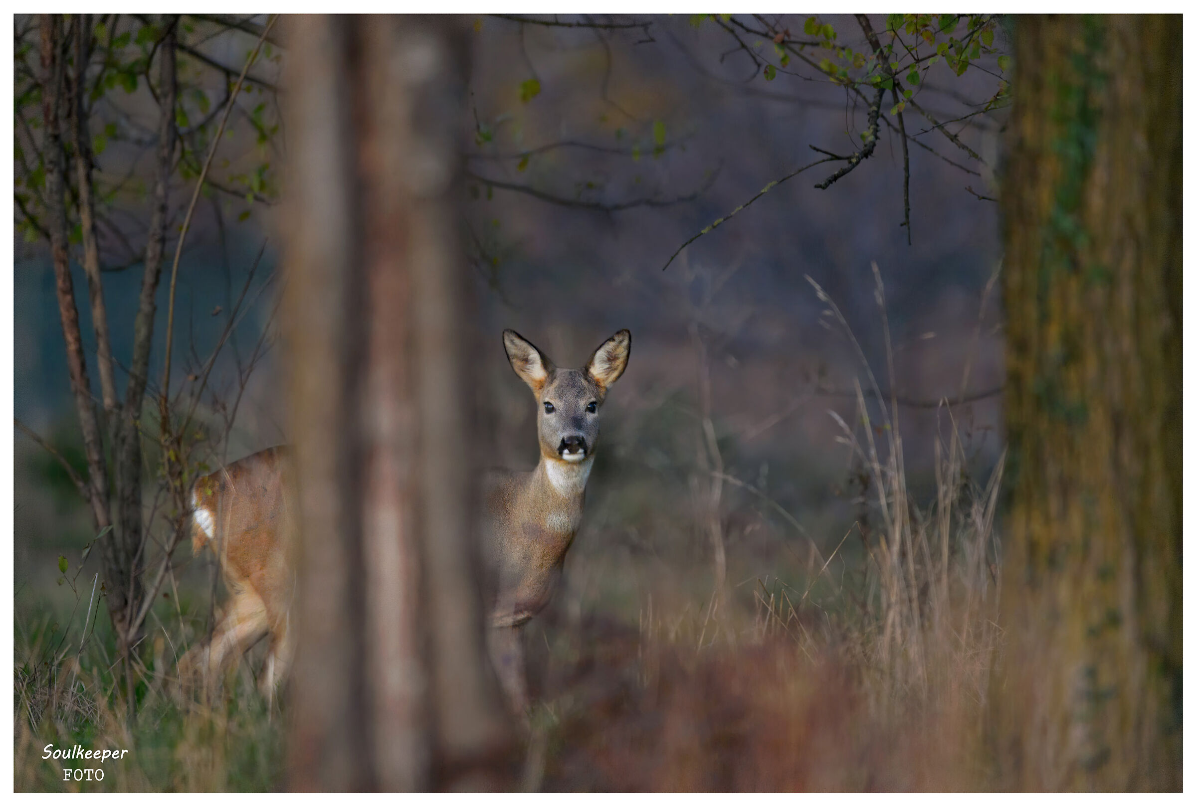 Timidamente mi affaccio.