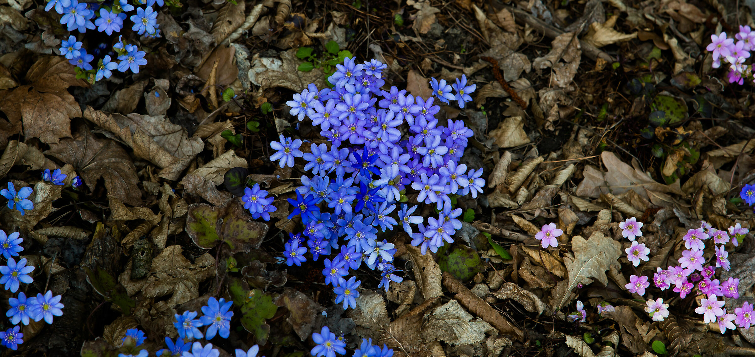 In un giardino botanico a Powsin