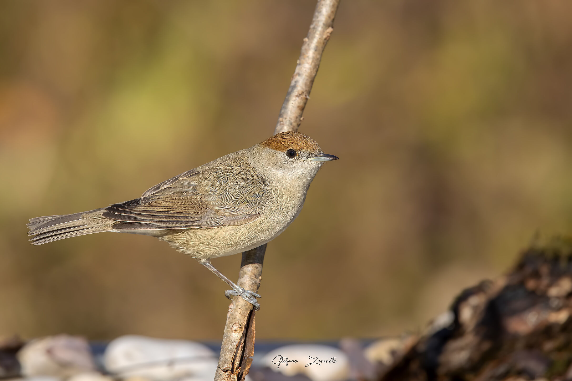 Blackcap