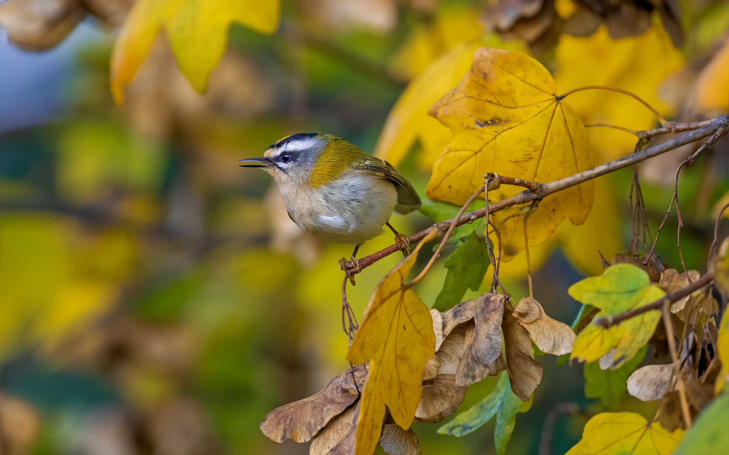 Fiorrancino in agguato