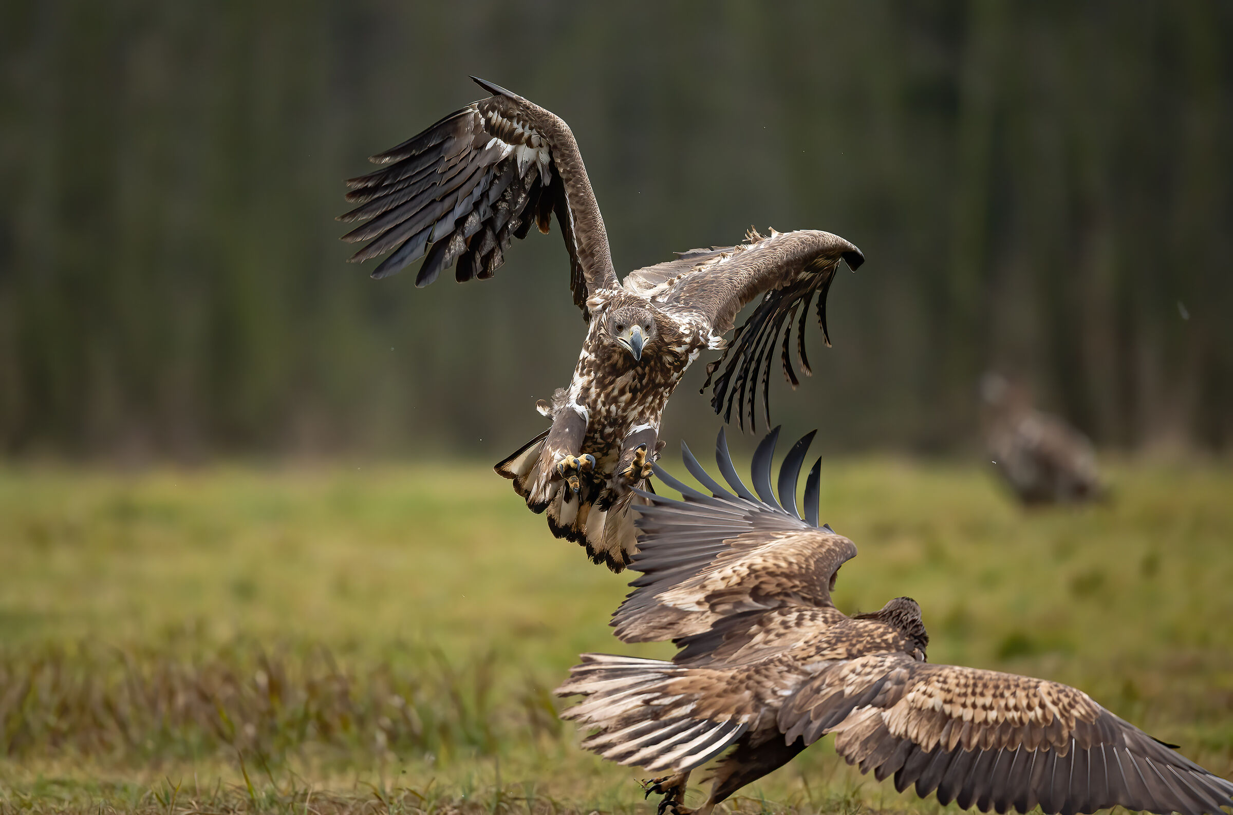 Aquile di mare coda bianca (Haliaeetus albicilla)