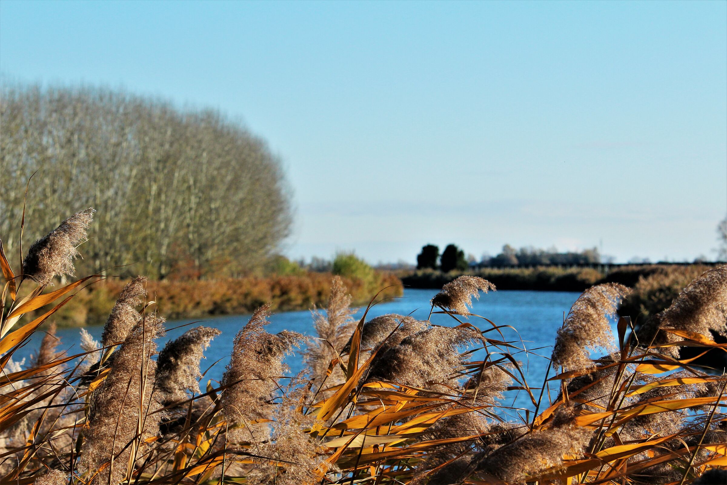 Vento sul fiume