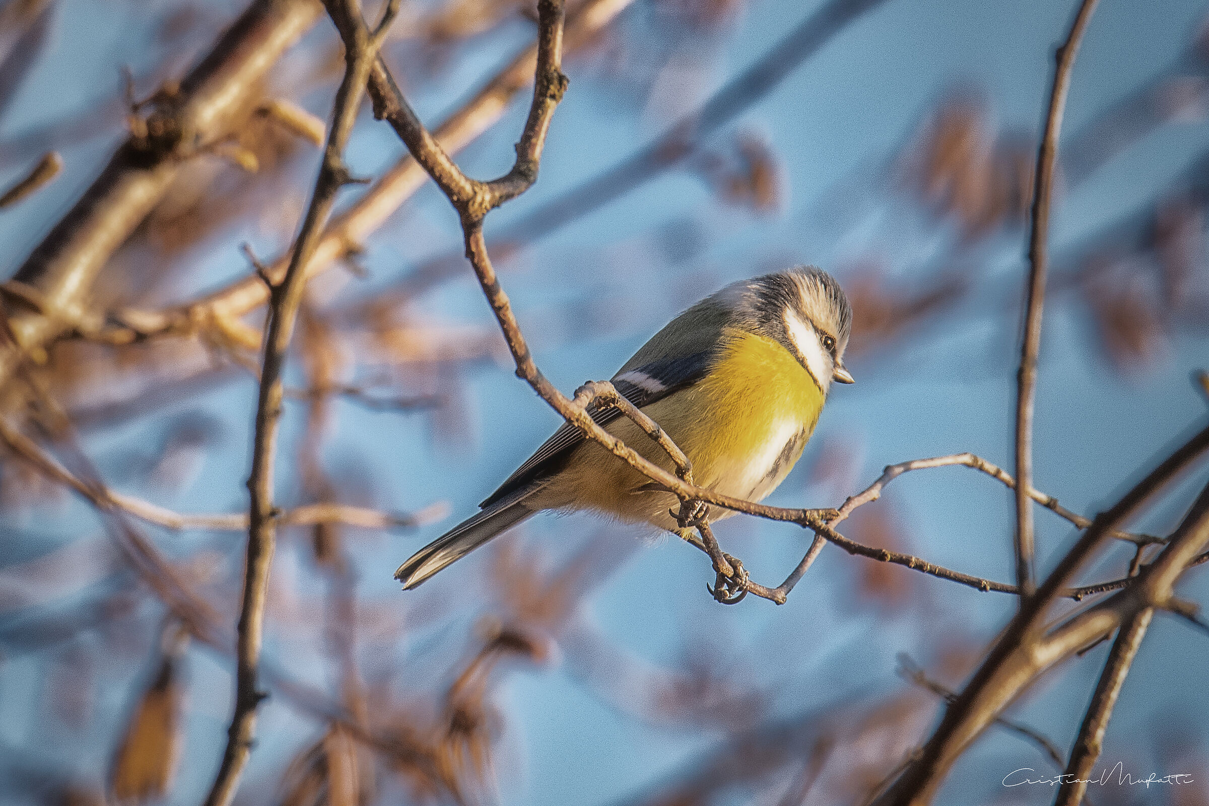 Cinciarella (Carus Paereleus)