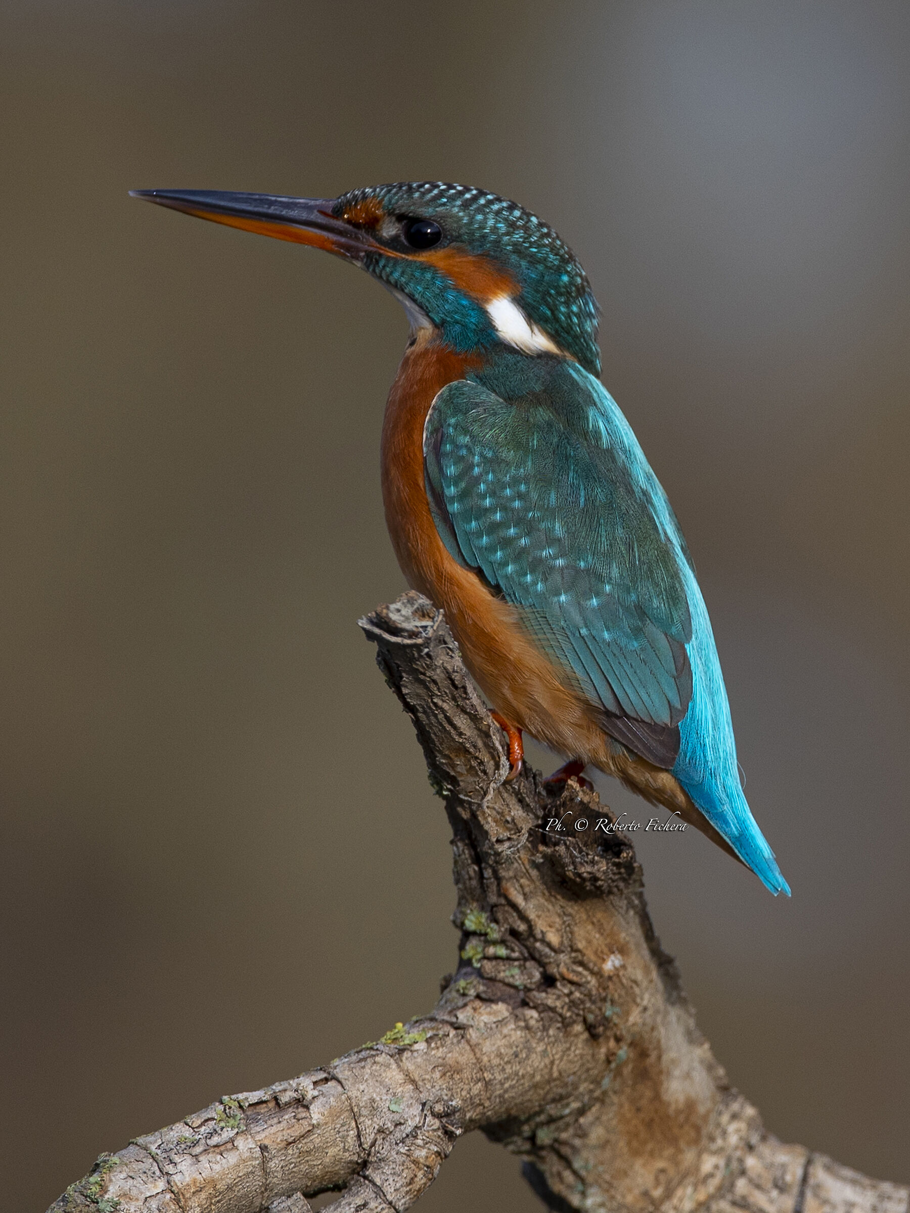 Martin Pescatore, il ritratto