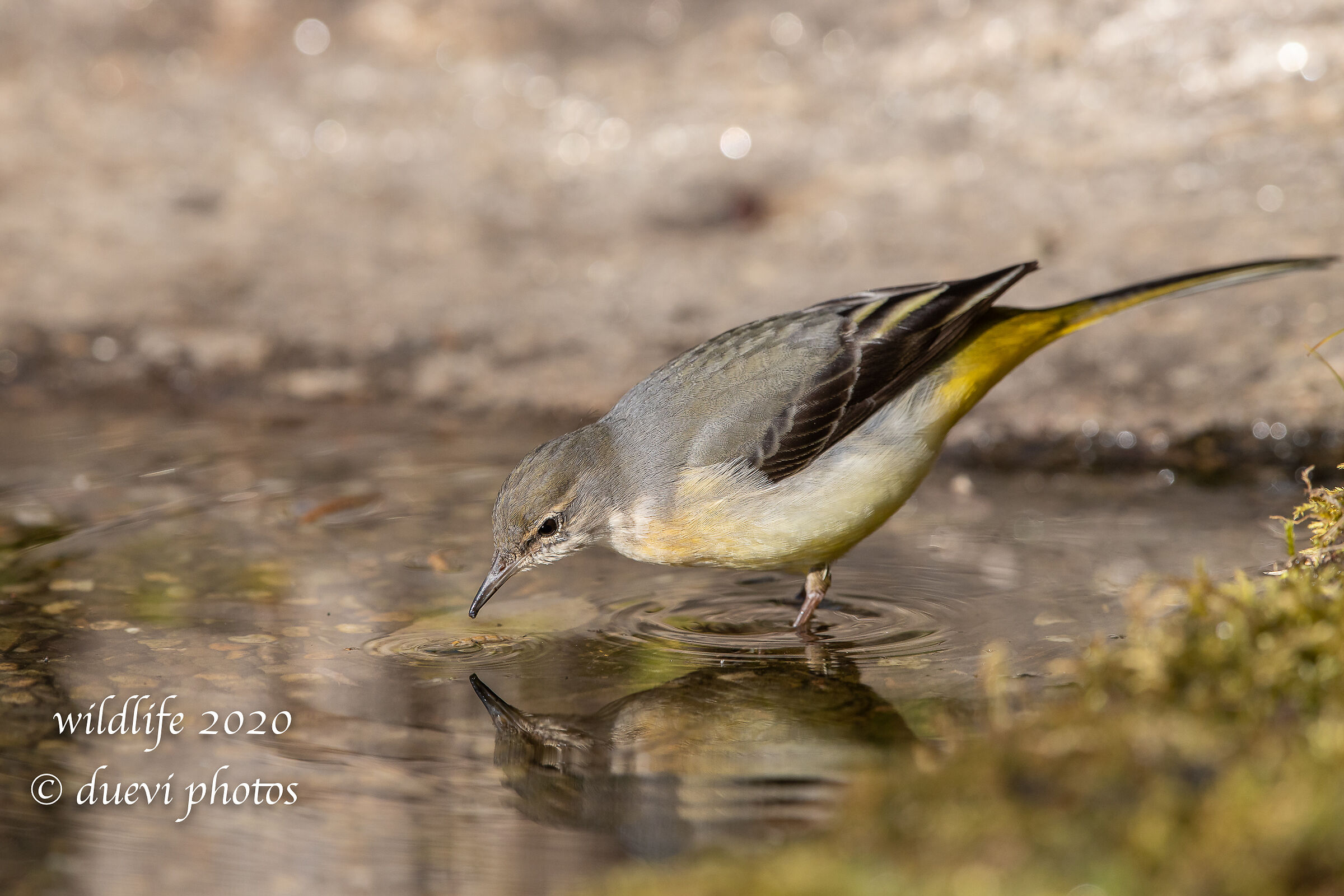 Watering - Yellow Dancer