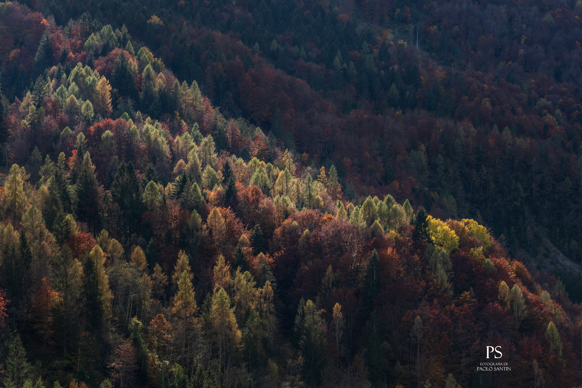 Bosco a Cimolais (pn).