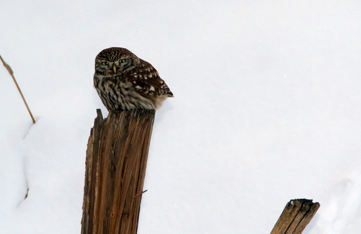 Civetta (athene noctua) nella neve