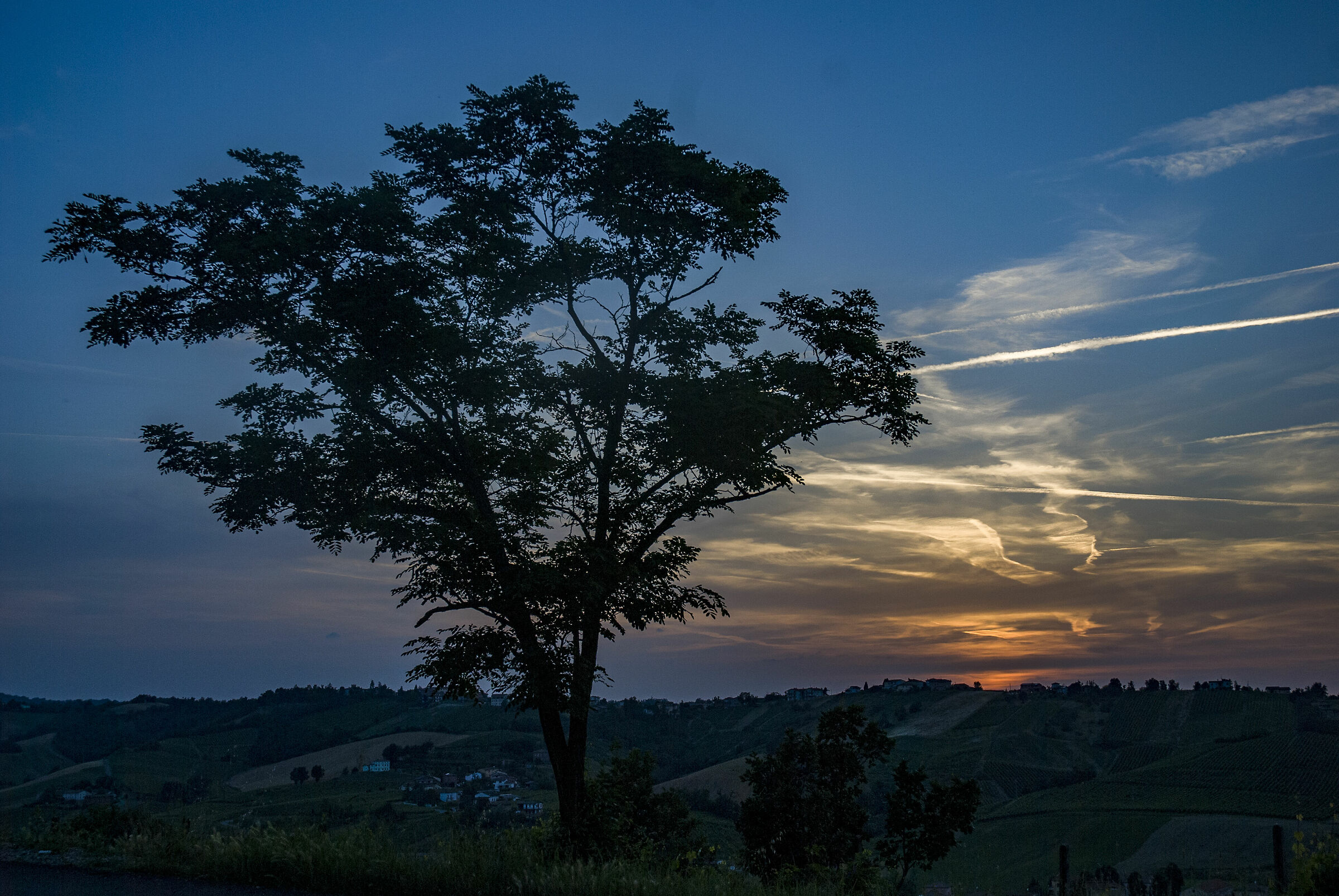 Solitaire watches the sunset