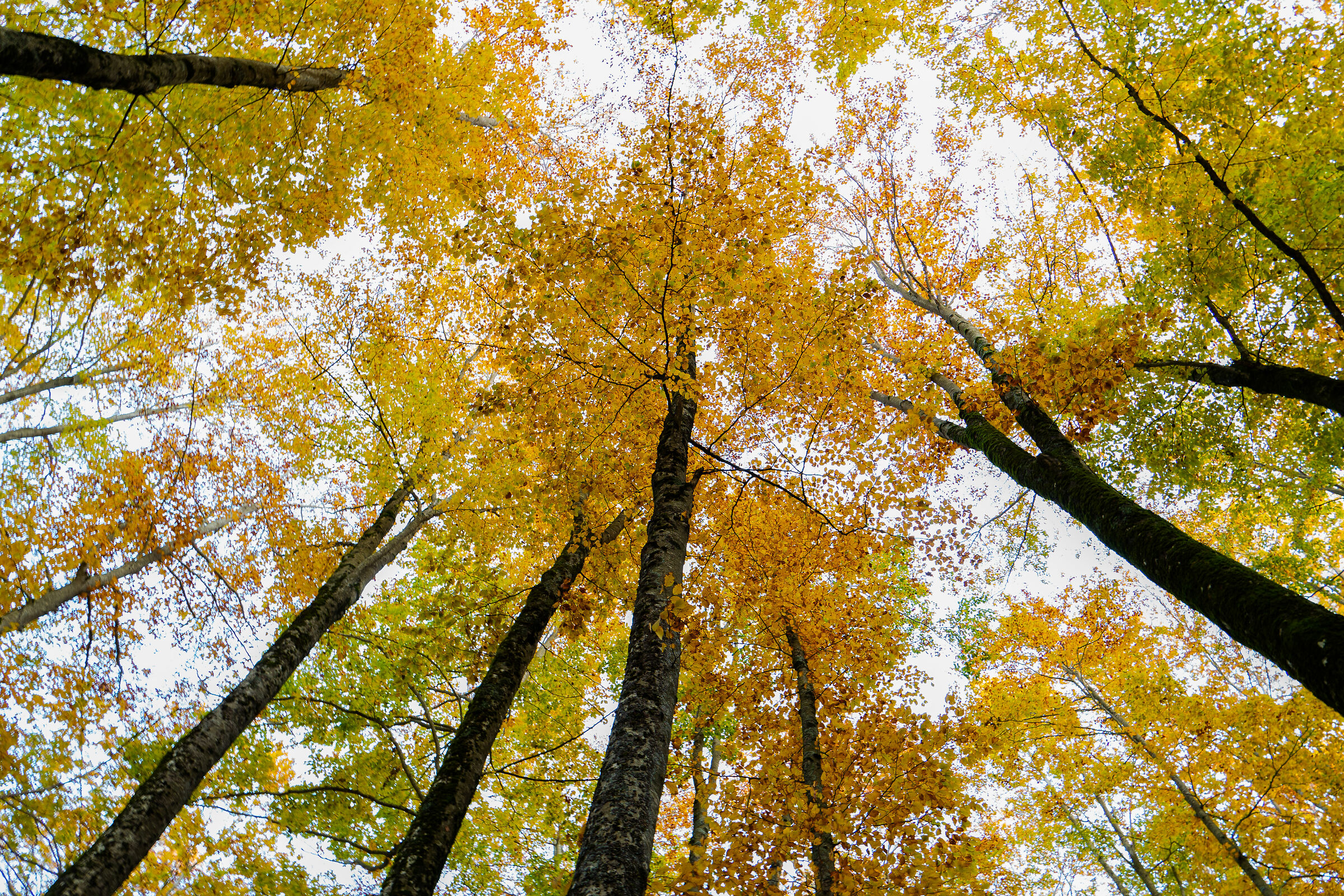 The colors of autumn