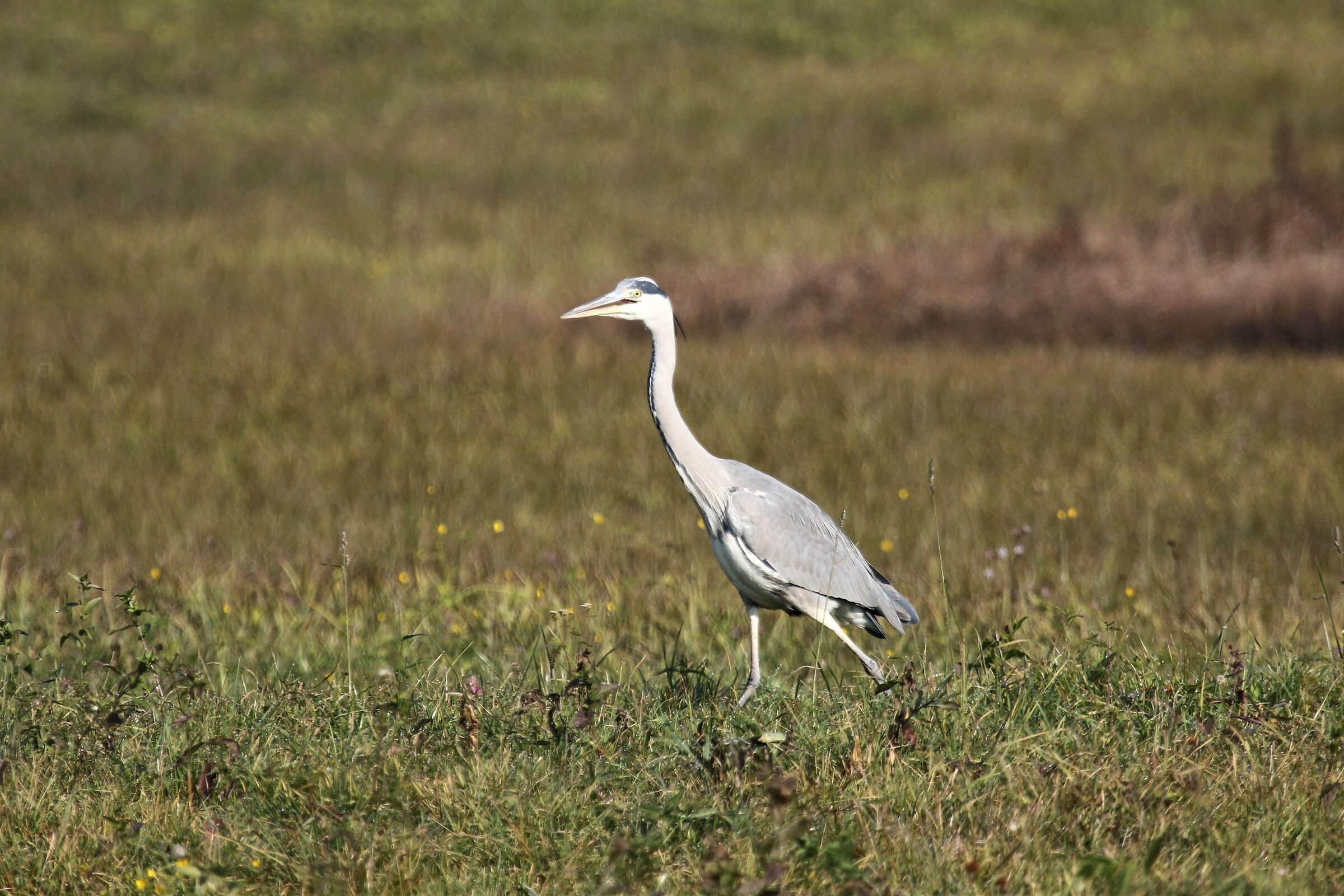 heron oasis bass-como