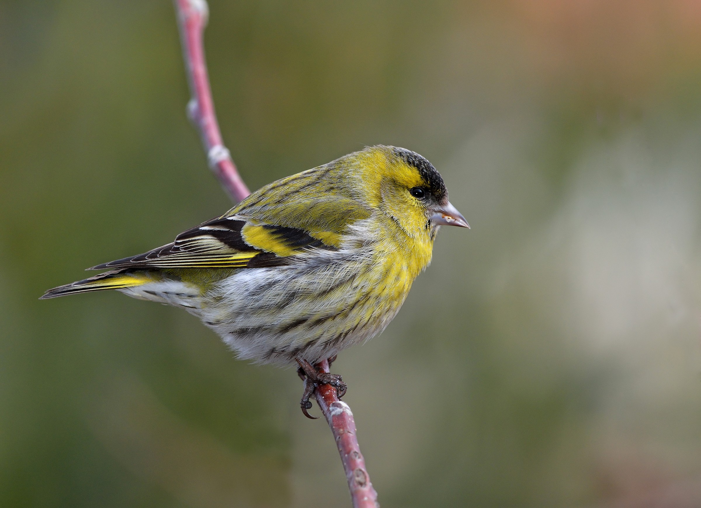 Lucherino maschio (Carduelis spinus )