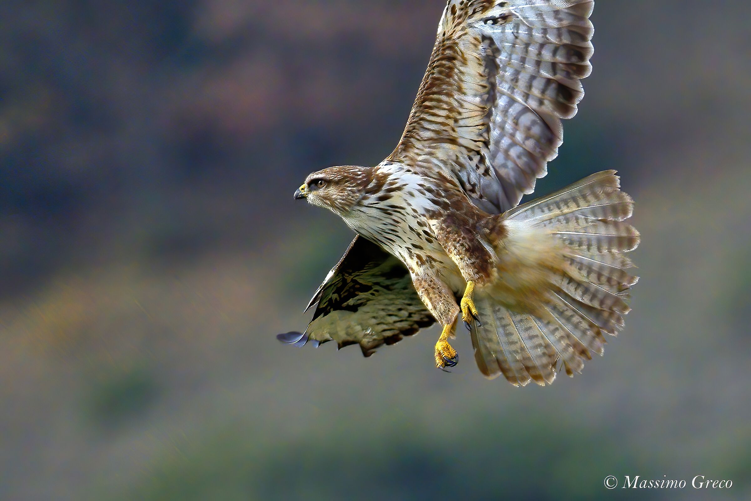 Common Poiana (Buteo buteo)