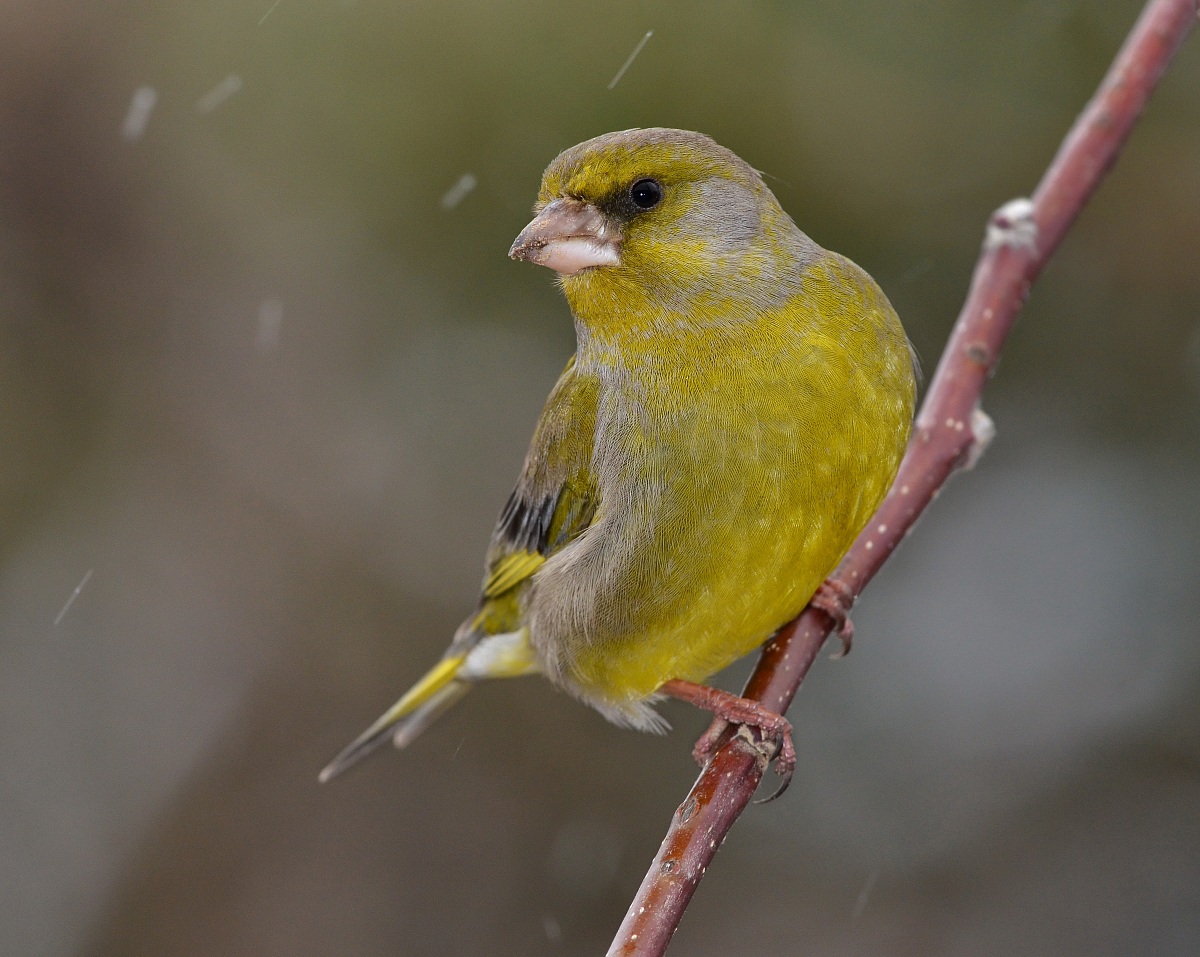 Verdone (Carduelis chloris )