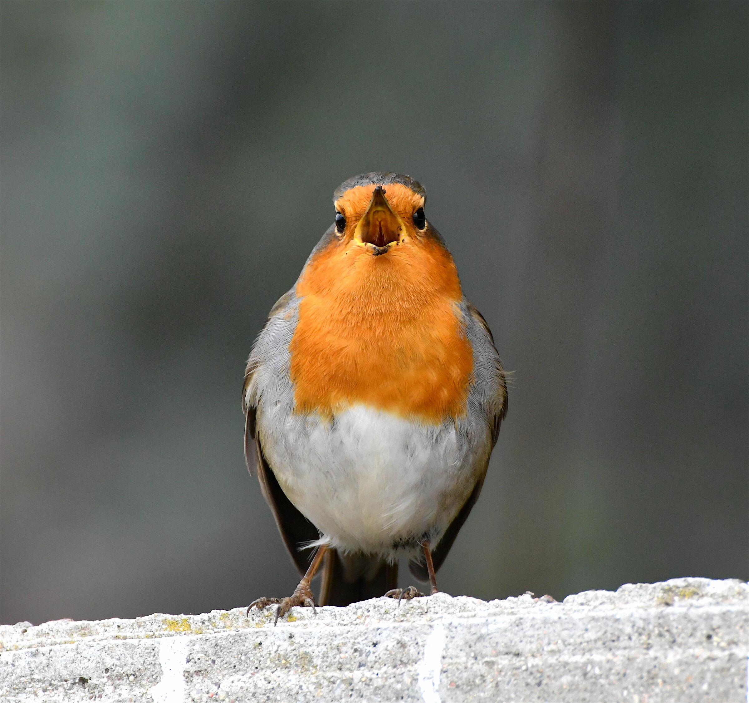Il pettirosso in concerto mattutino