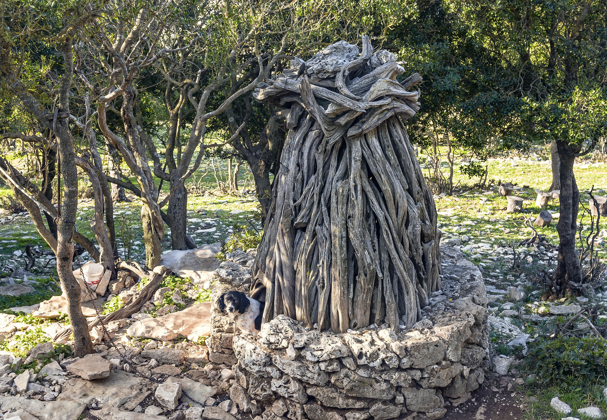 Cuile or Sardinian pinnet also for dog kennels