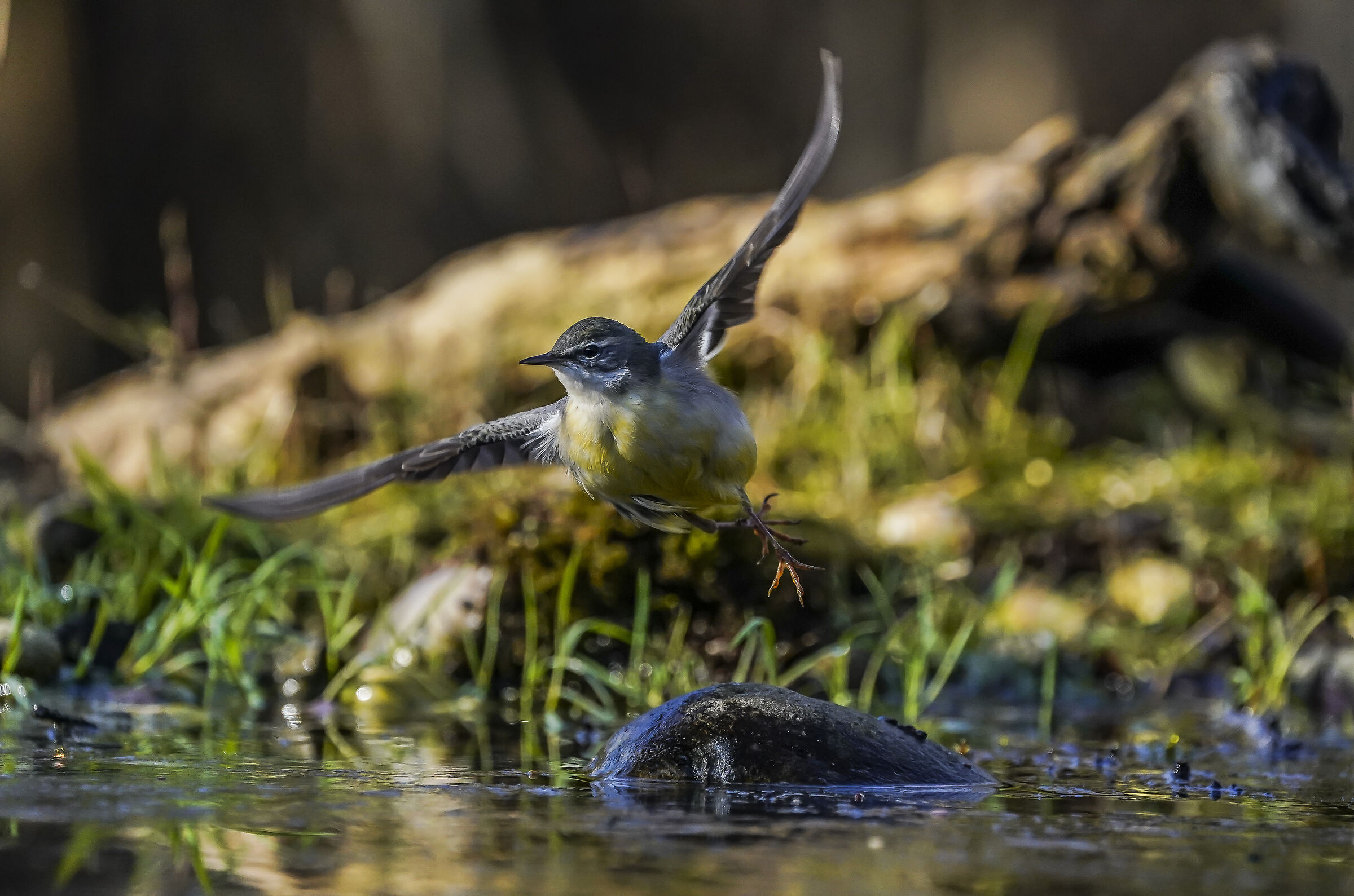 Yellow Ballerina