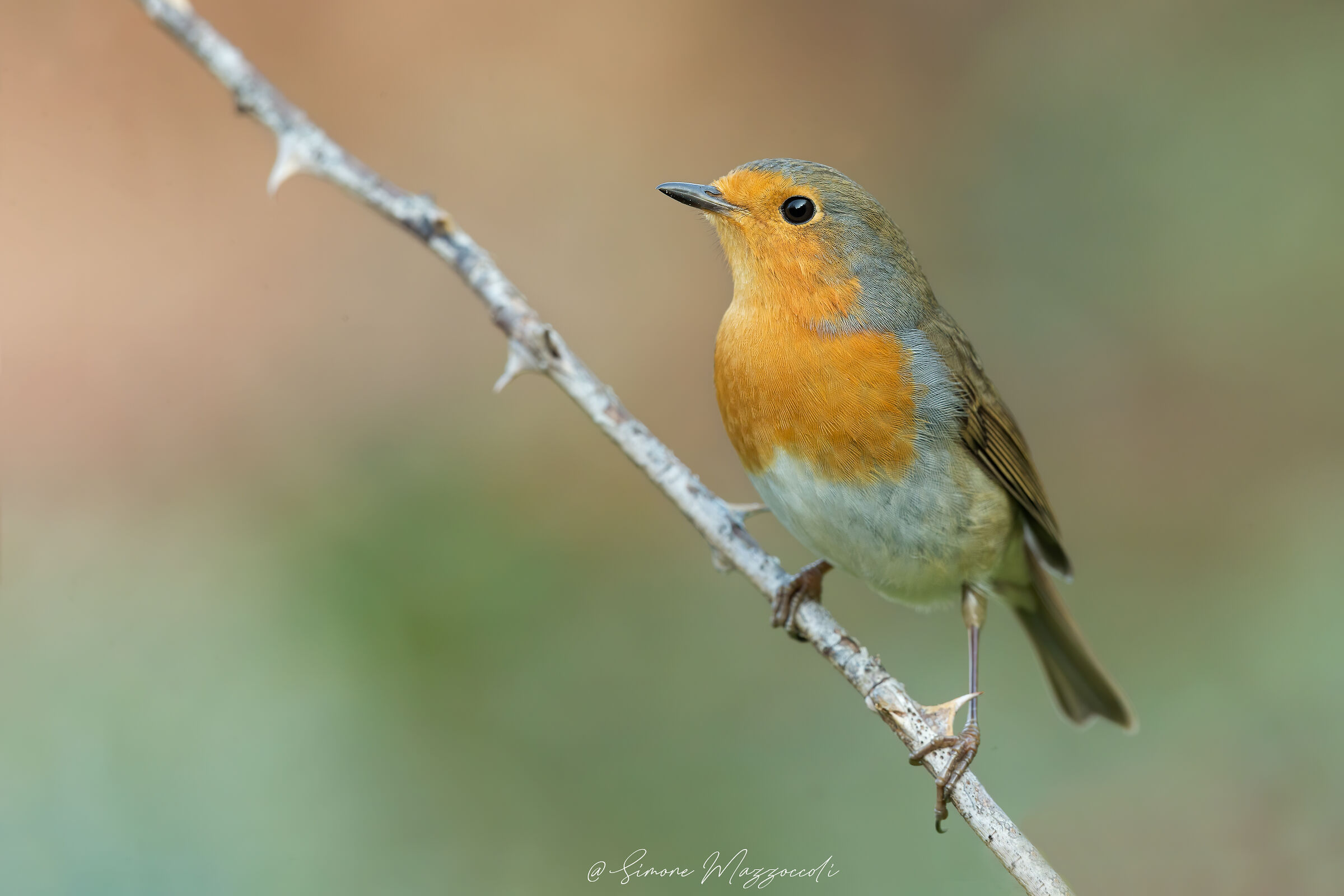 Robin