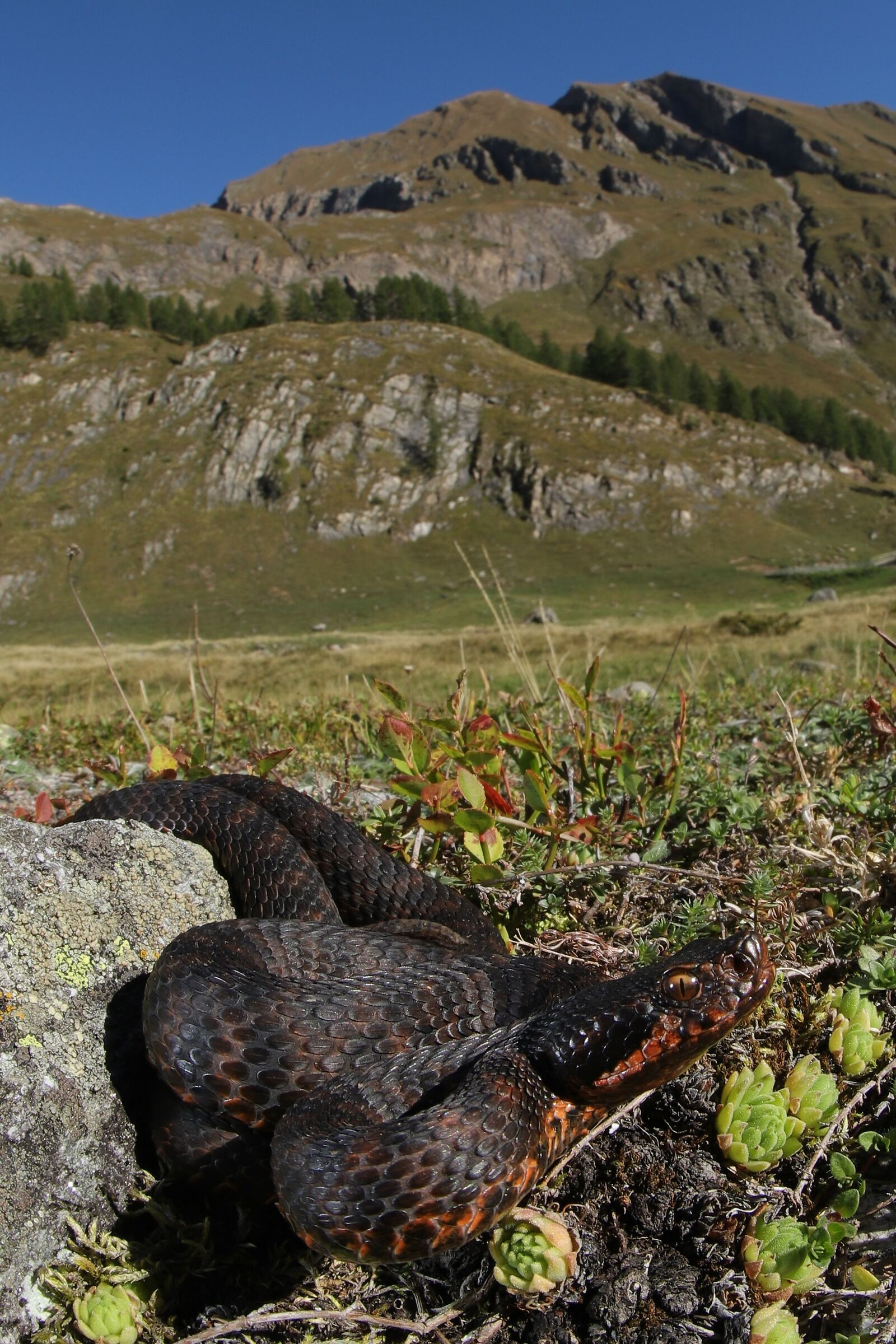 Vipera apsis aspis from atra, femmina, 950m