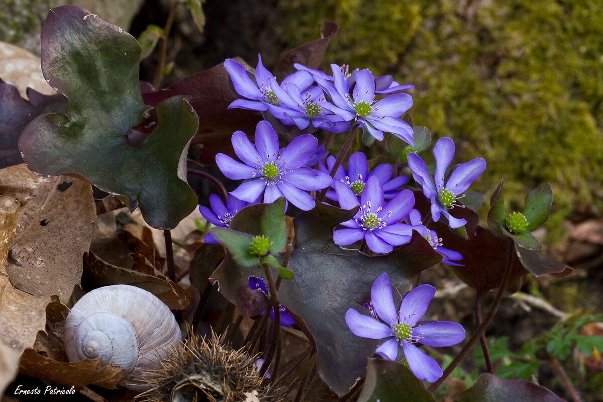 The Trinity Grass (Hepatica nobilis)