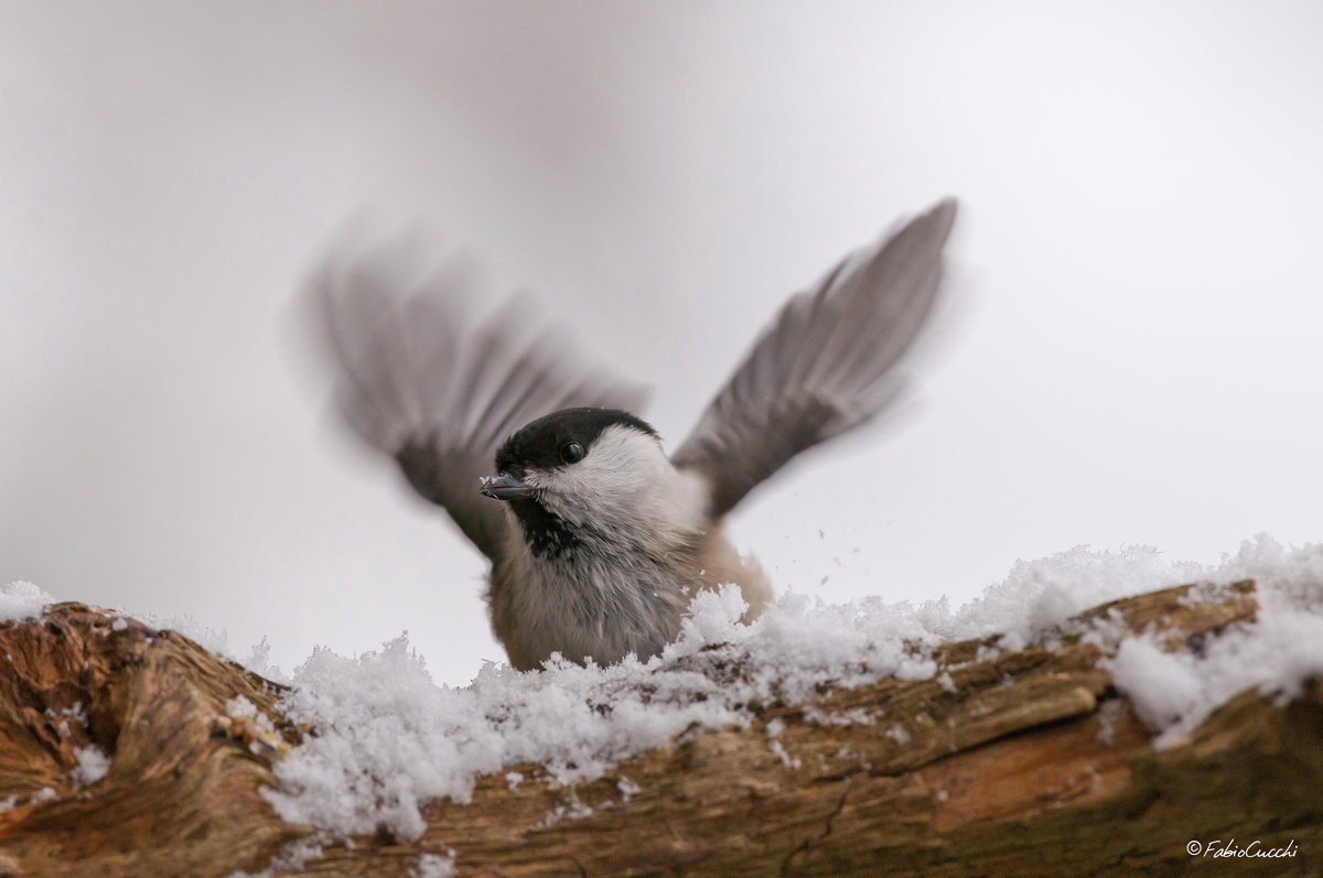 brrr...Che freddo!!!