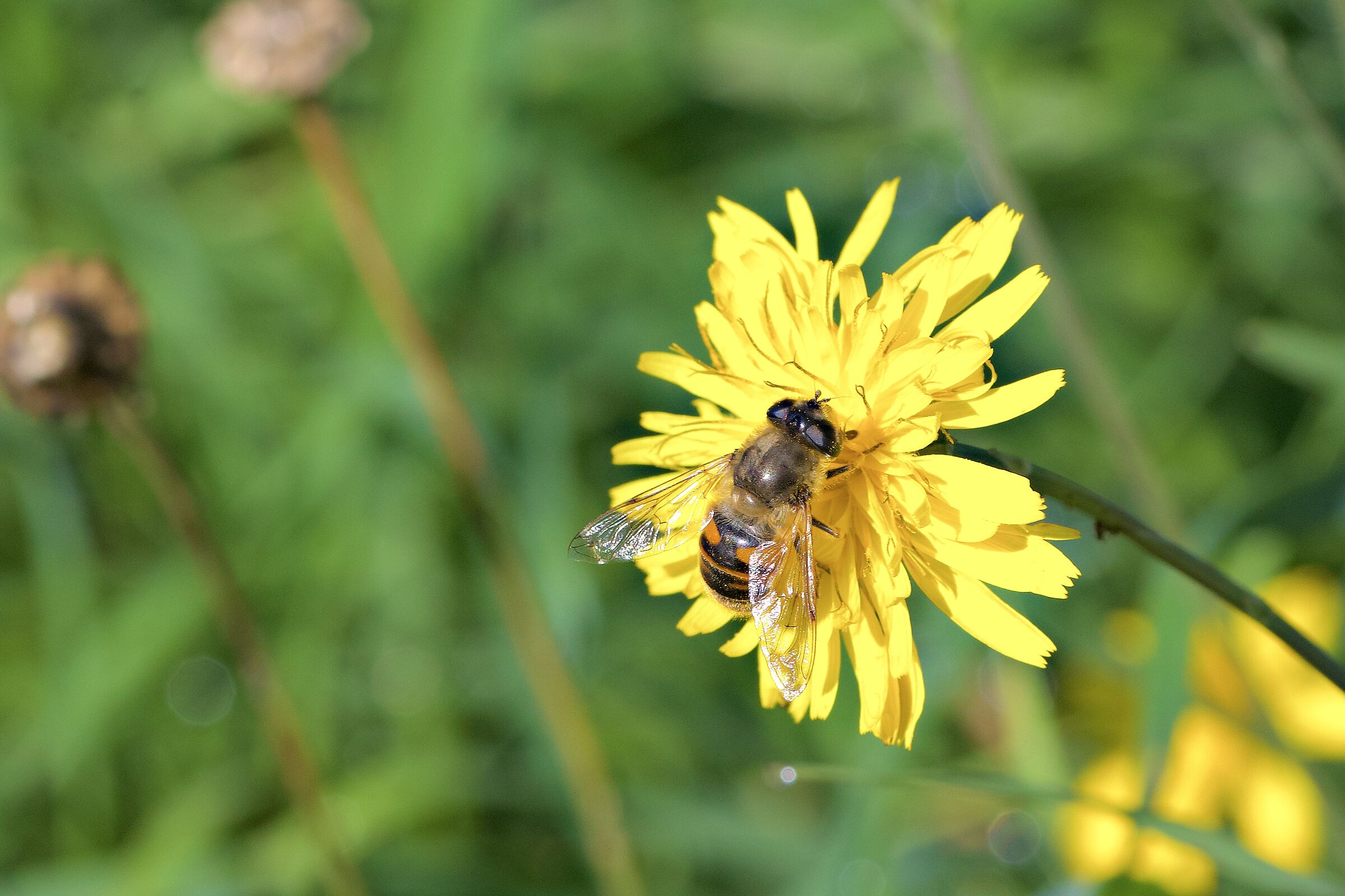 Eristalo tenace