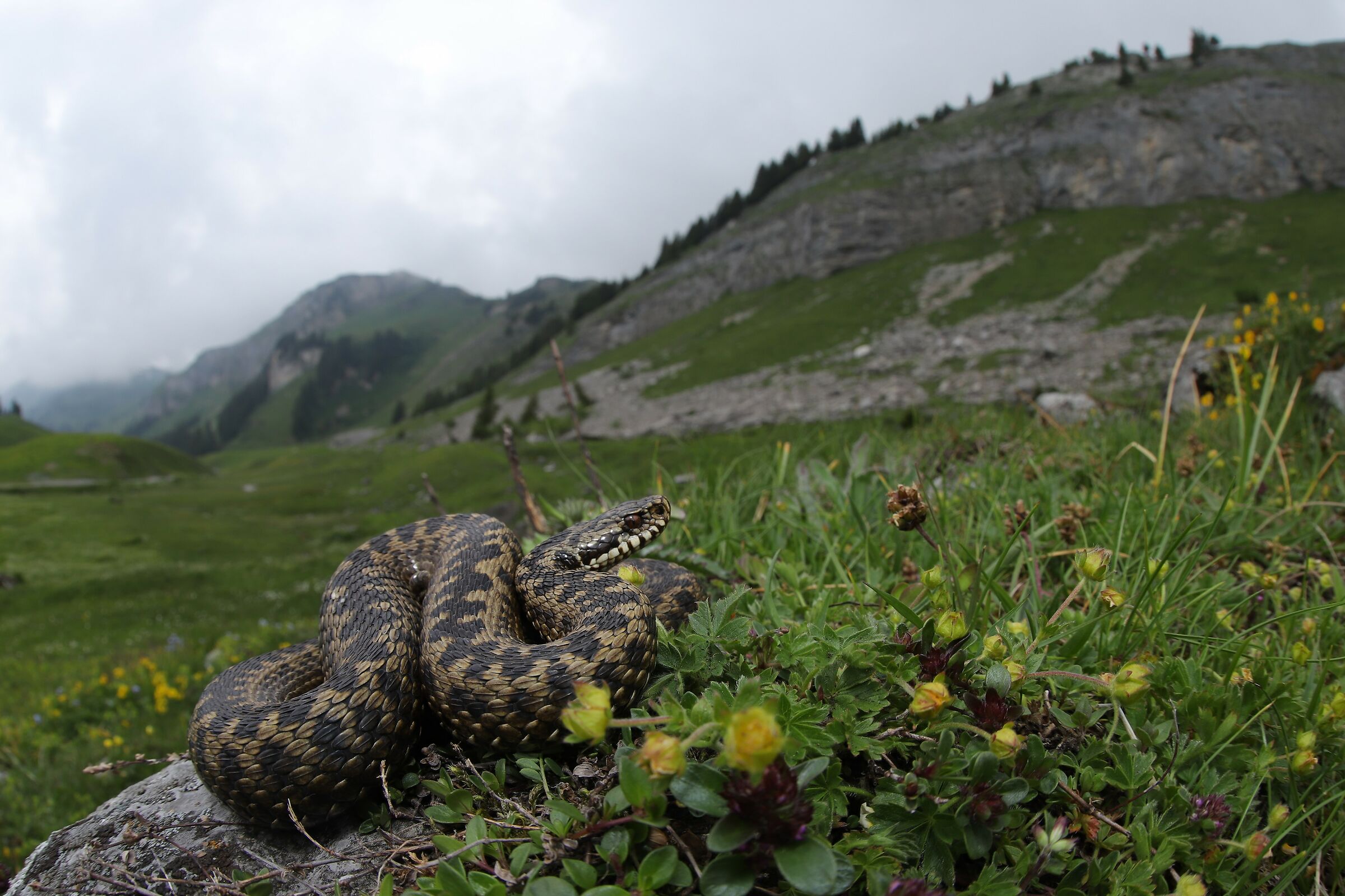 Vipera berus berus, femmina, 1850m