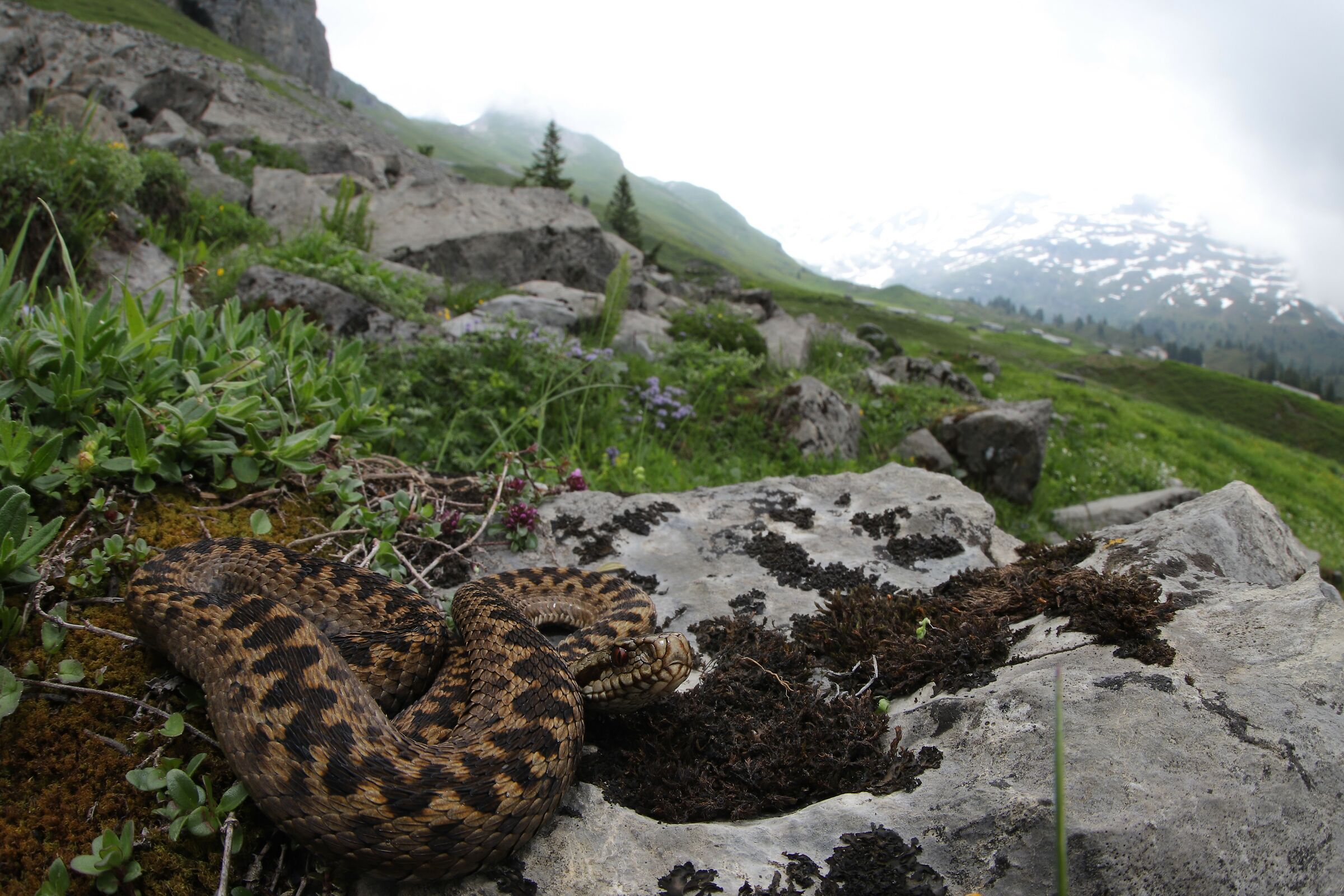 Vipera berus berus, femmina, 1850m