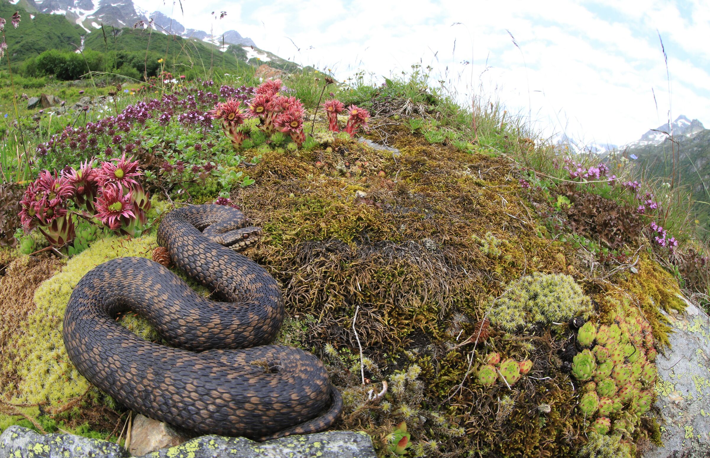 Vipera berus berus, femmina, 1650m