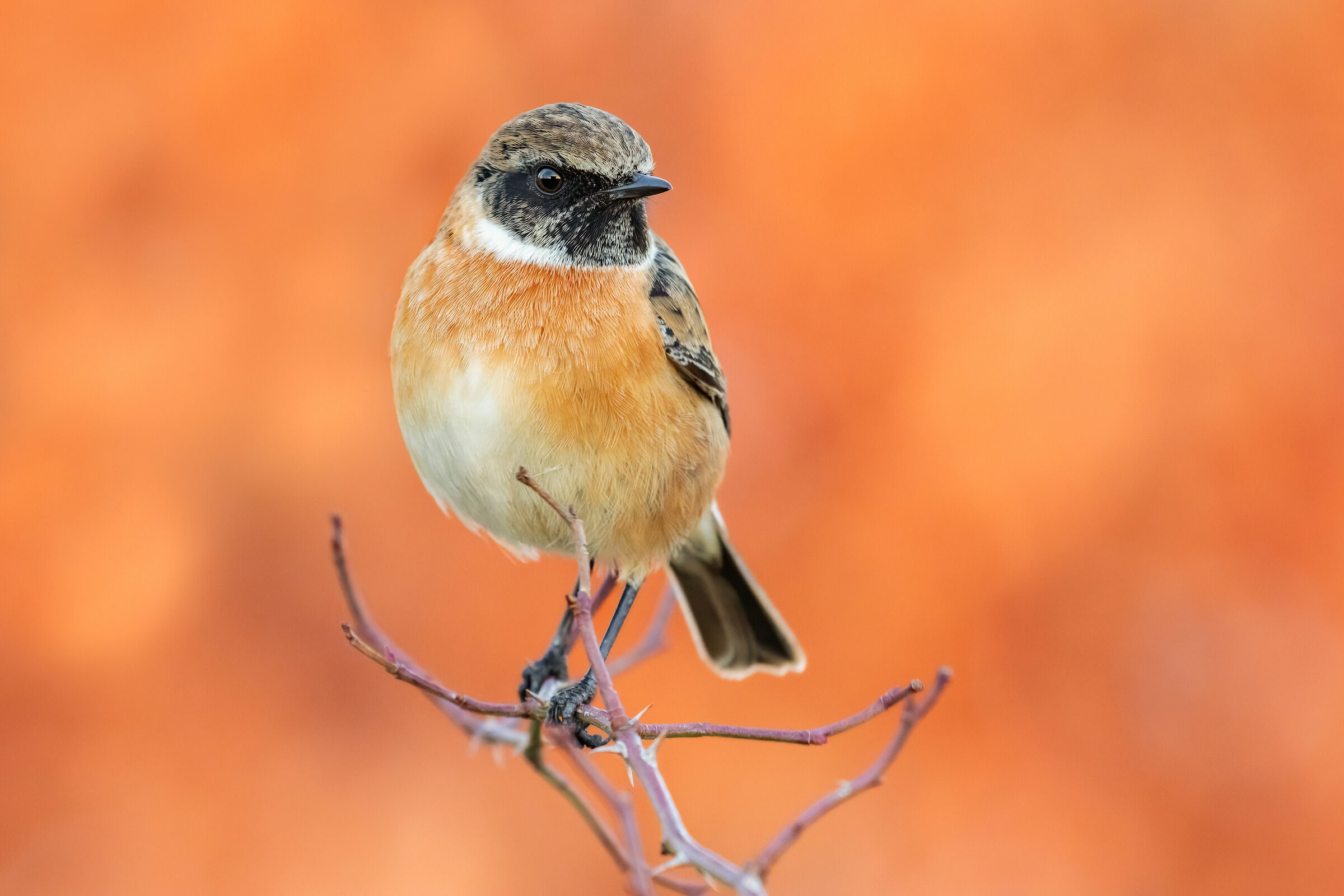 ..dov'è la mia ragazza?..