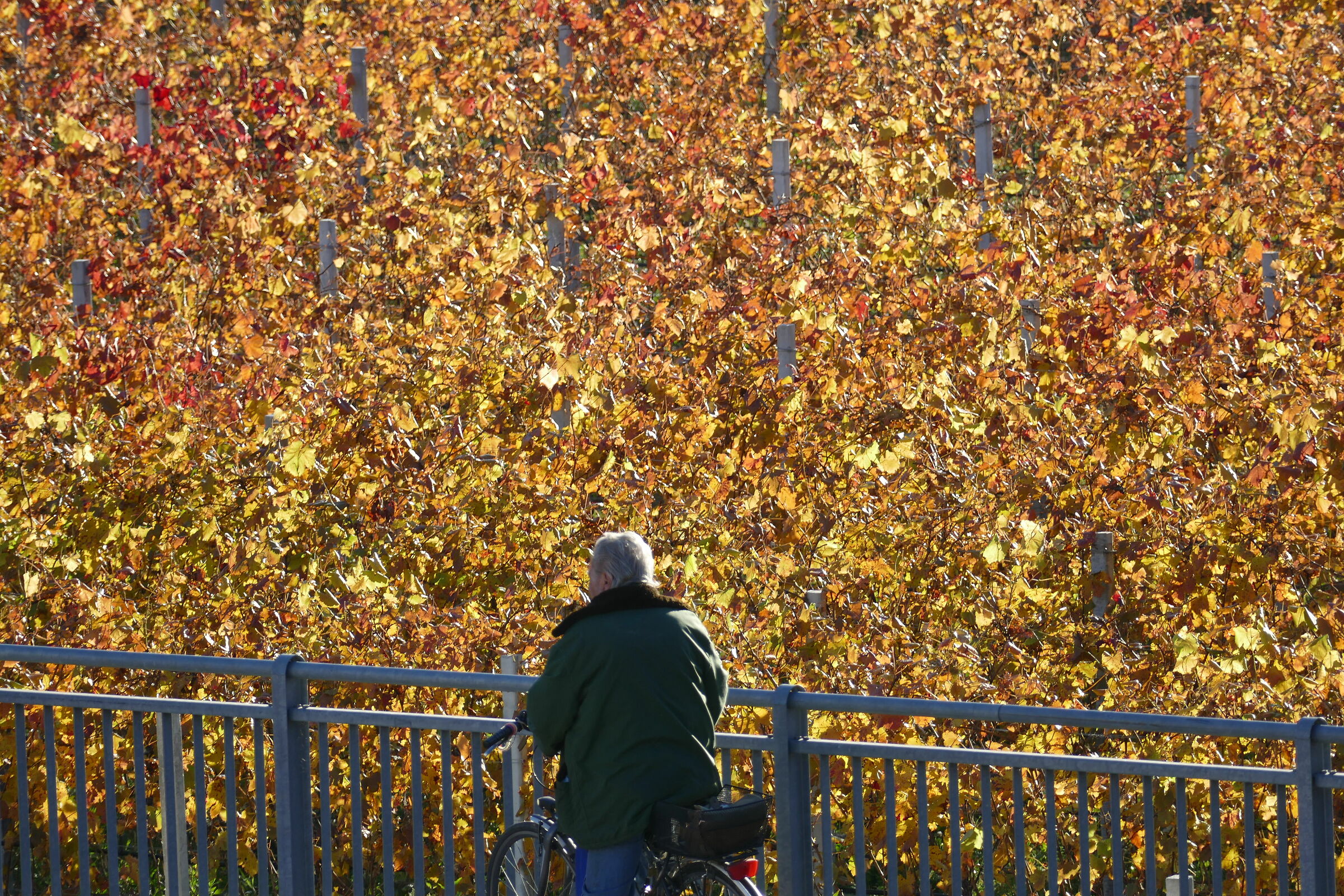 Wonderful Autumn - Bolzano