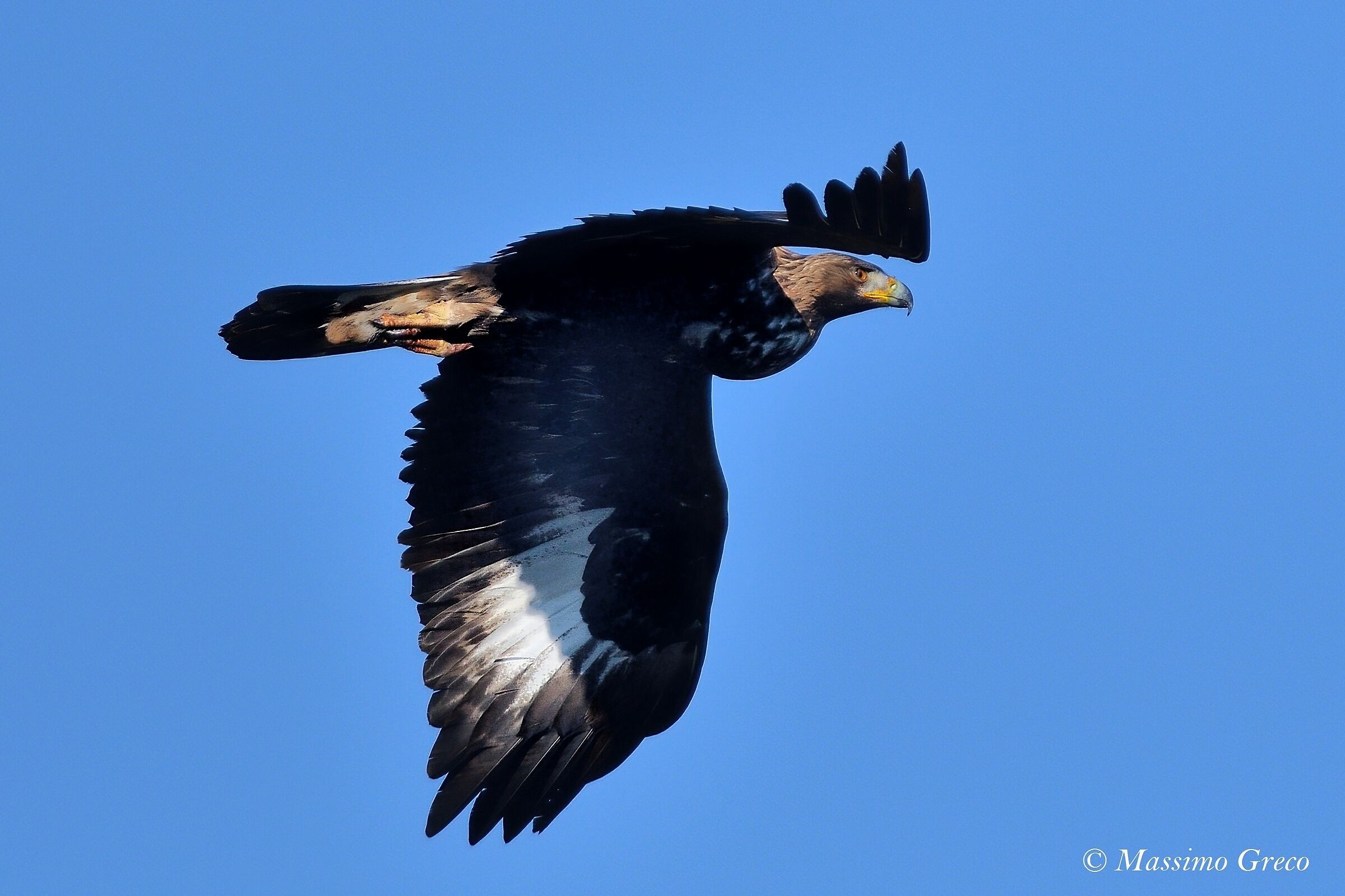 Golden Eagle (Aquila chrysaetos)