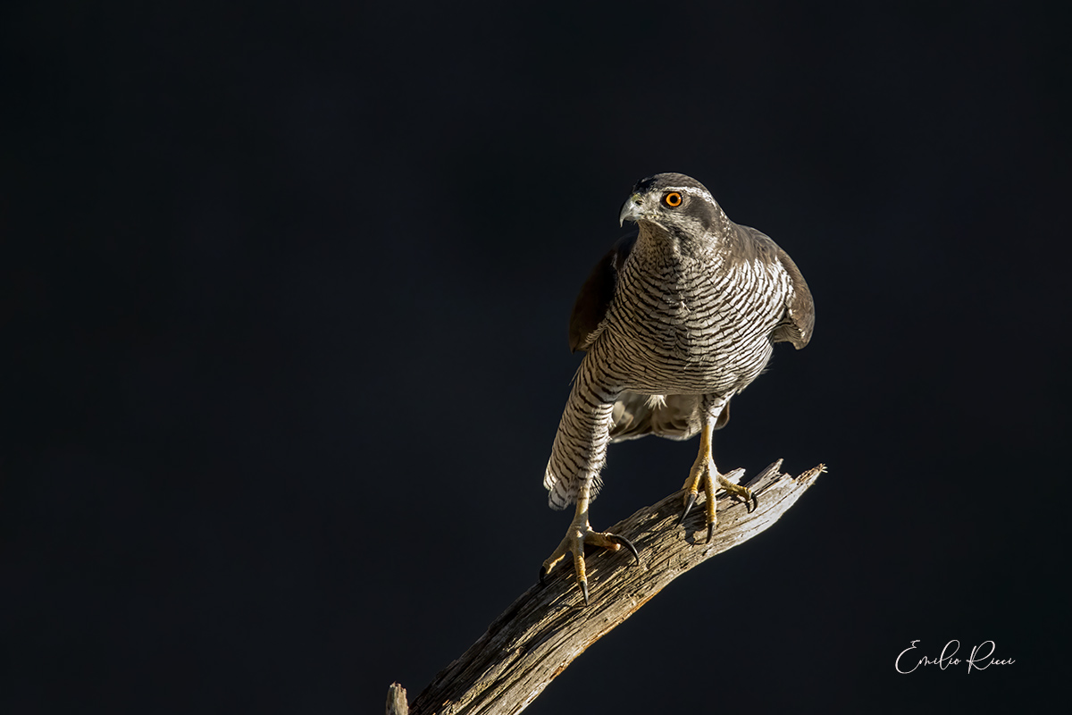 Goshawk