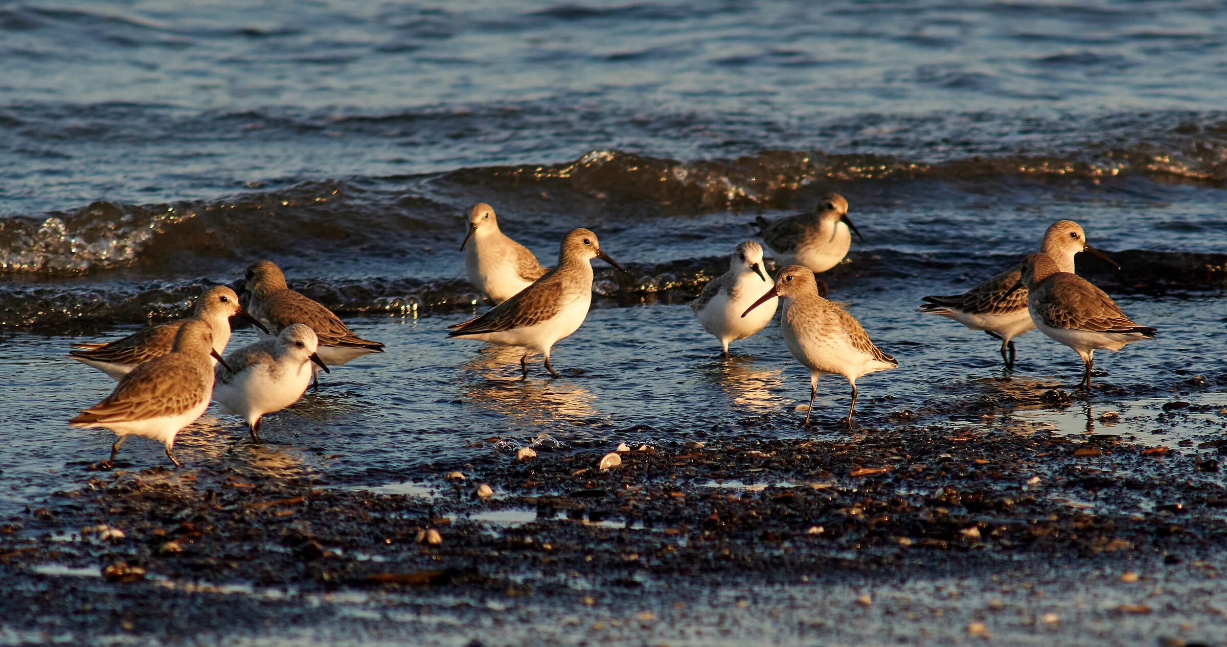 Piovanelli - Wikipedia