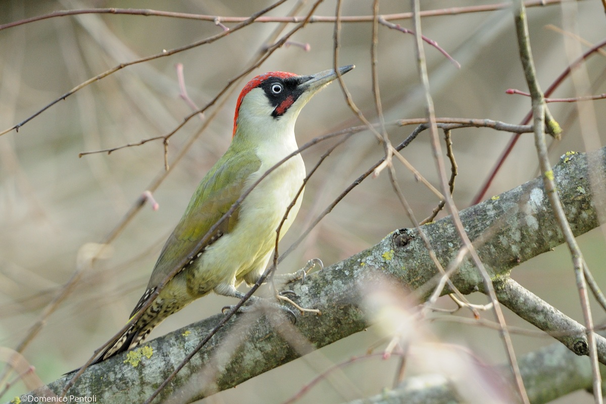 Male Green Woodpecker