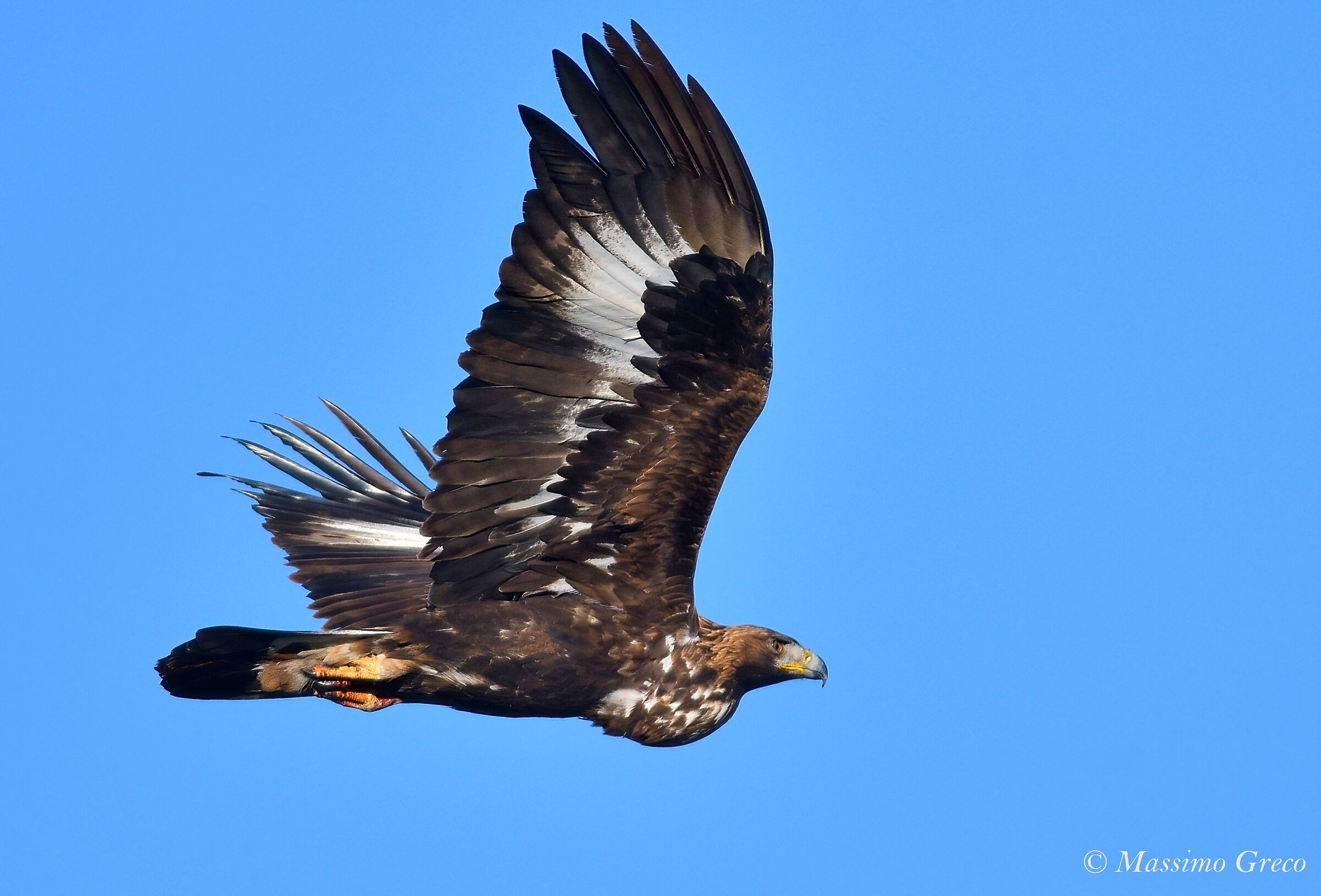 Golden Eagle (Aquila chrysaetos)