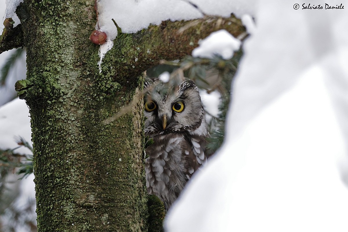Boreal owl (controlled environment)